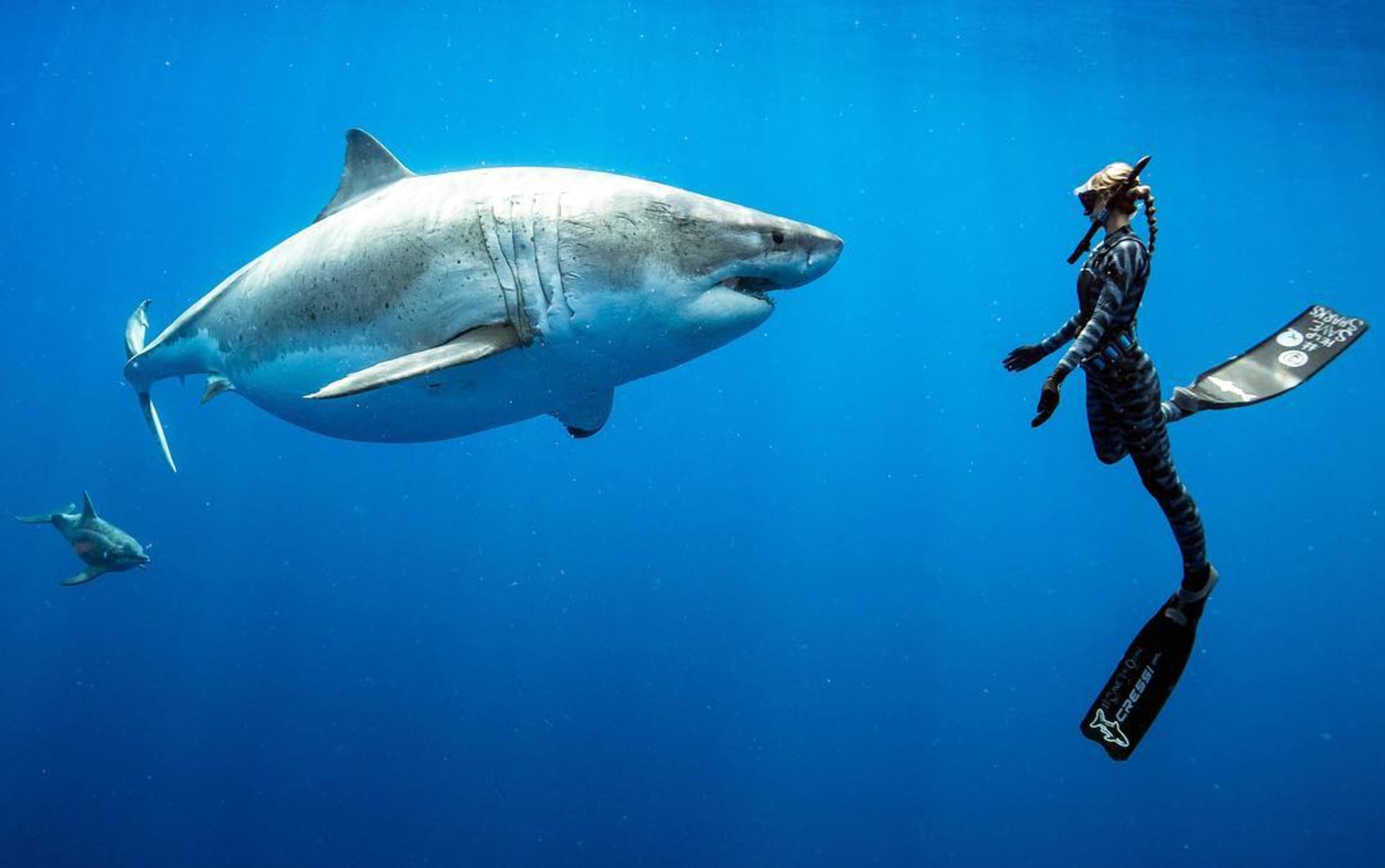 Potápěči s největším žralokem na světě 2