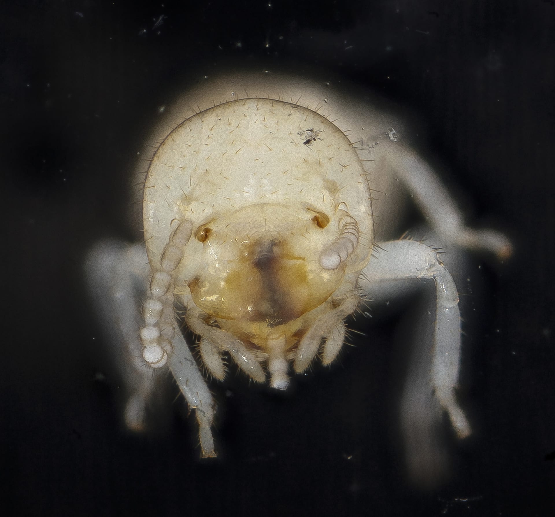 Dělník termita druhu Reticulitermes flavipes