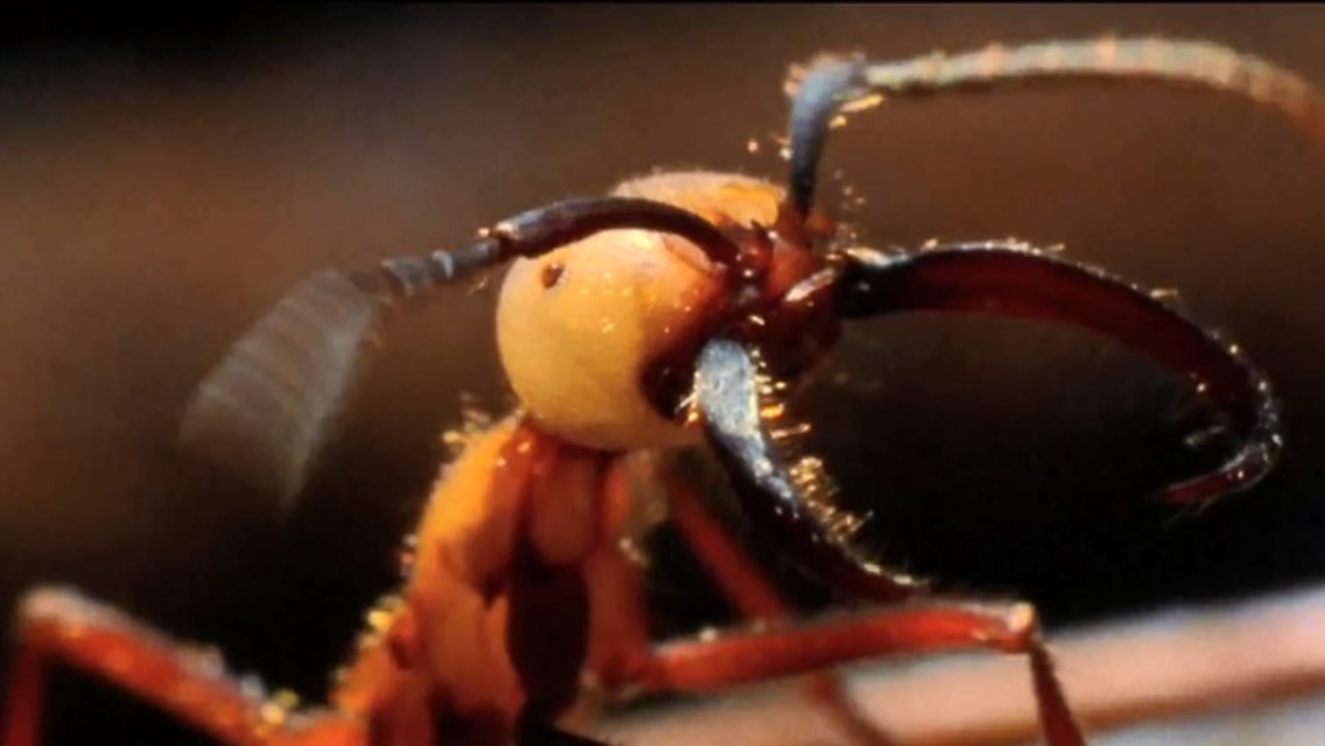 Mravenec nájezdník