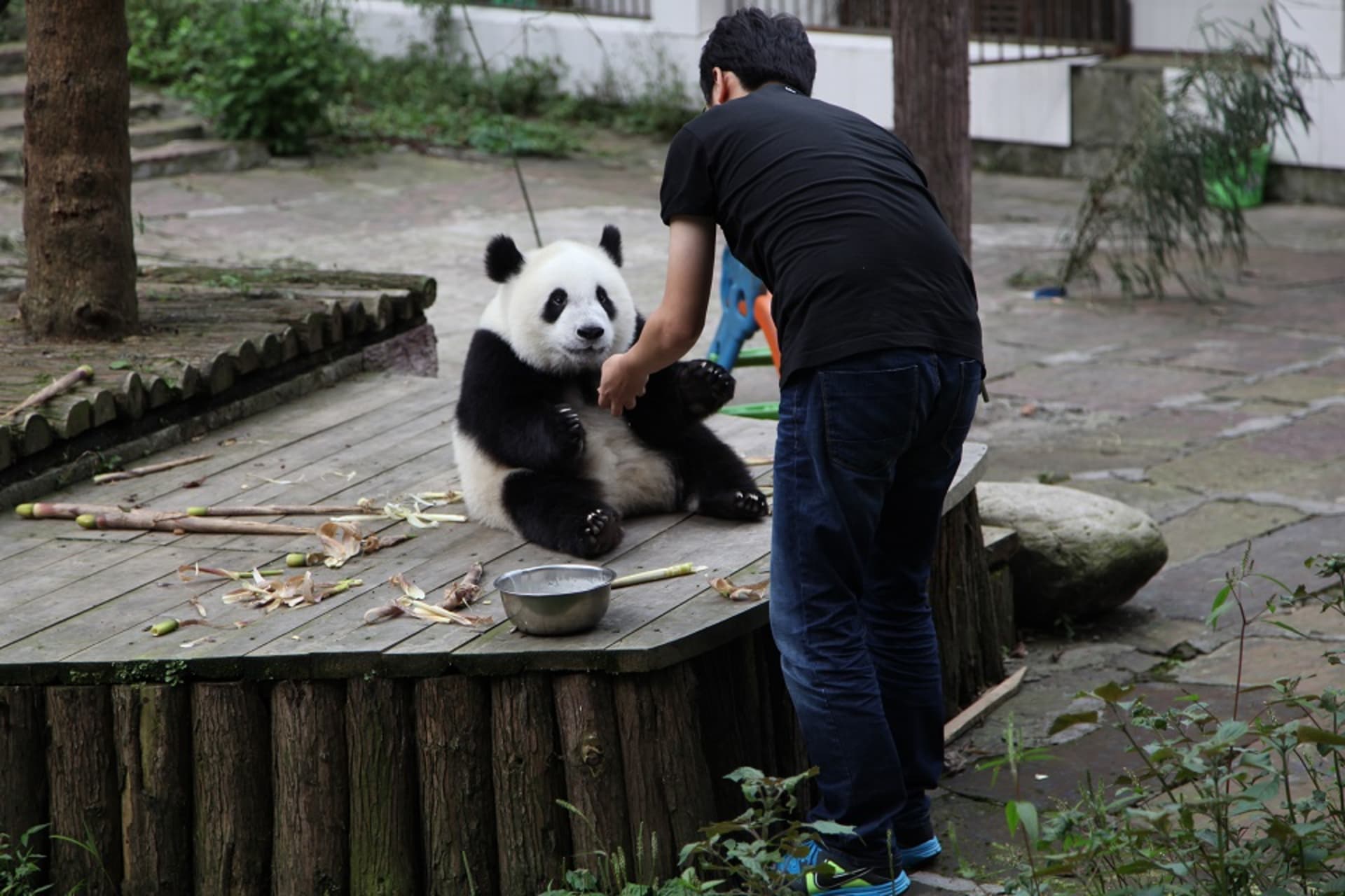 Divoké pandí stěhování