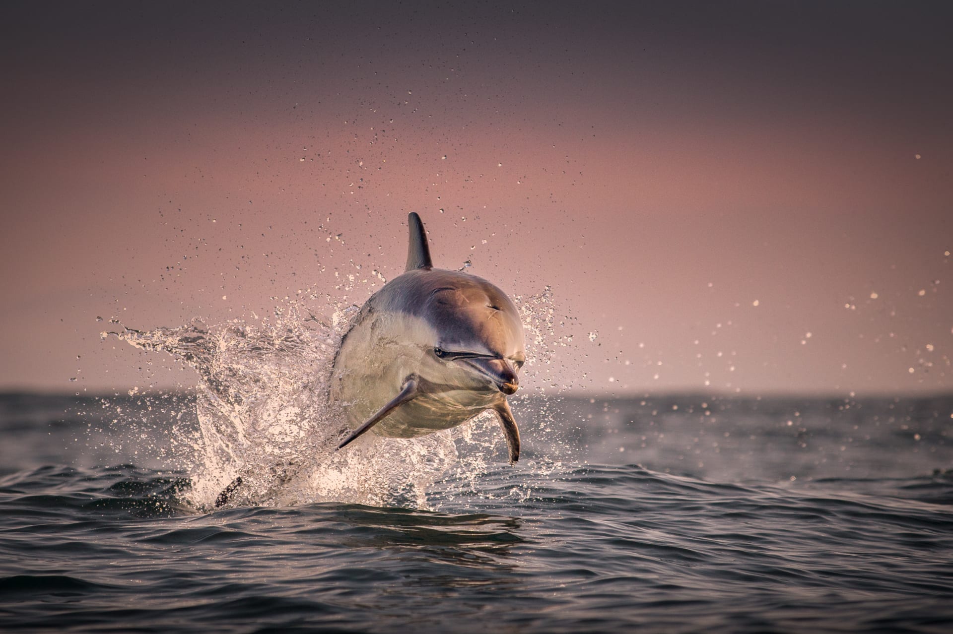 Akční záběr na delfína. Takový má málokdo.