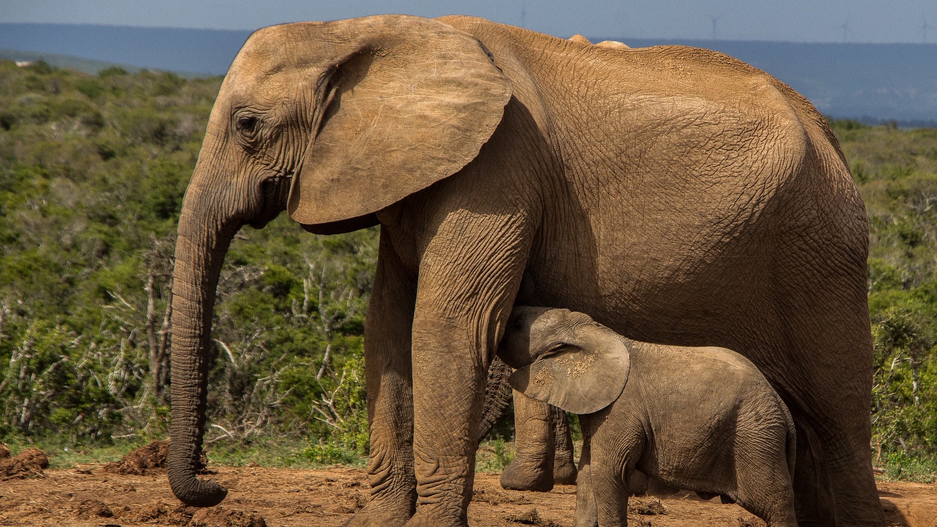 Sloni jsou ikonickými obyvateli afrického buše