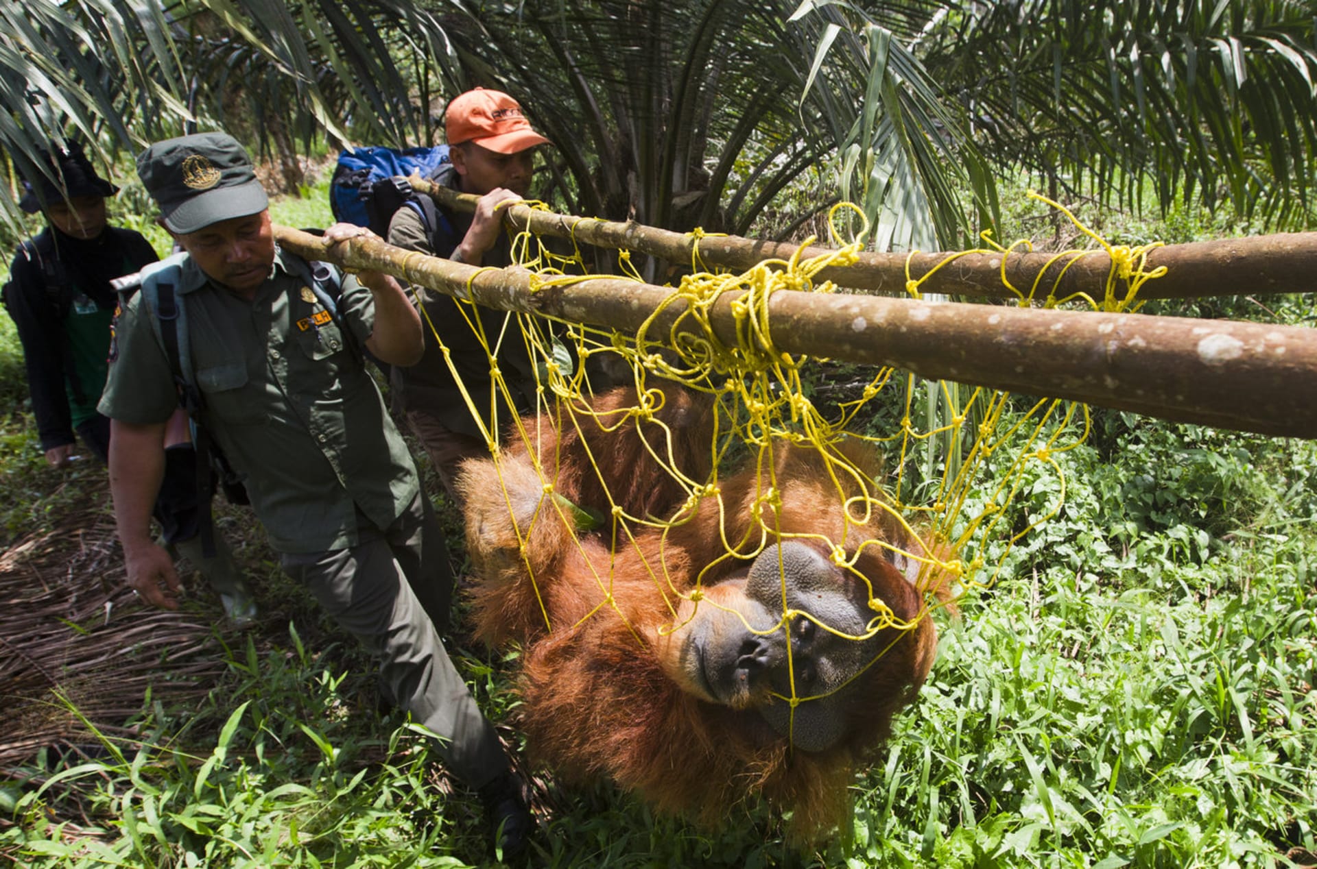 Zachráněný orangutan
