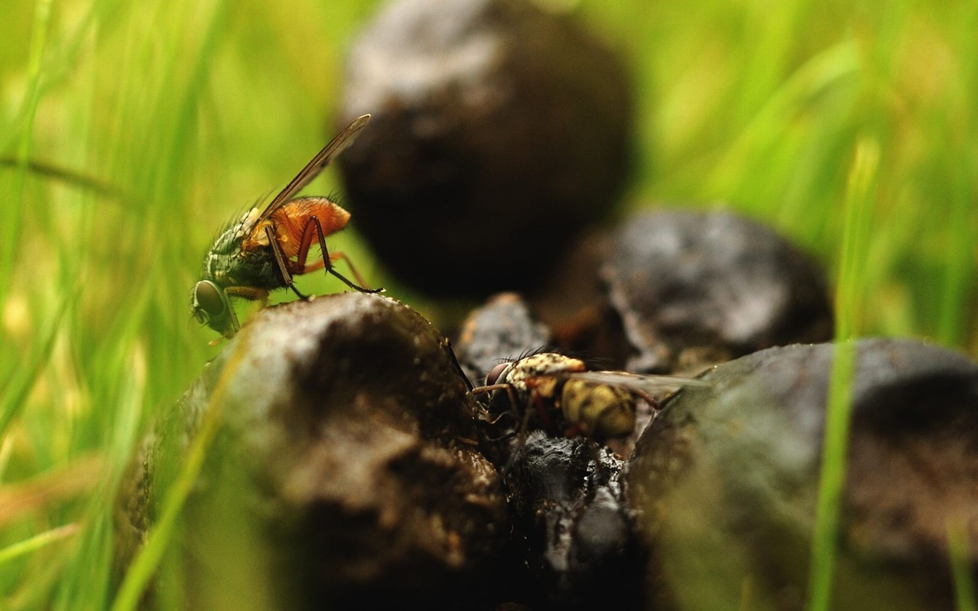 výkaly - budoucí zdroj energie nejen pro hmyz?