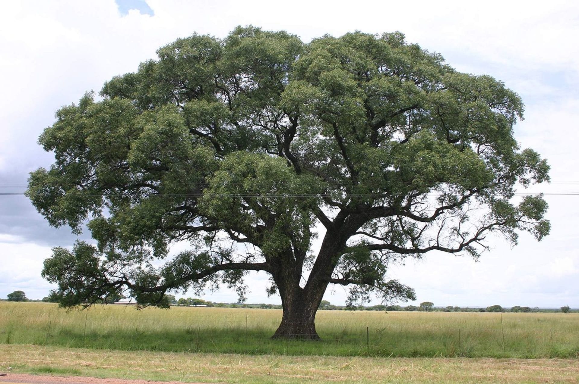 Sclerocarya - strom, jehož plody "opíjejí" slony
