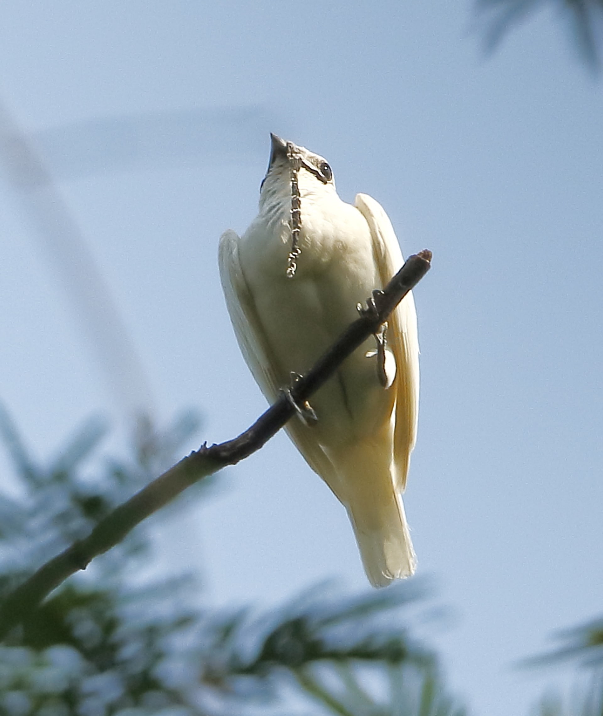 Zvonovec bílý (Procnias_albus), samec