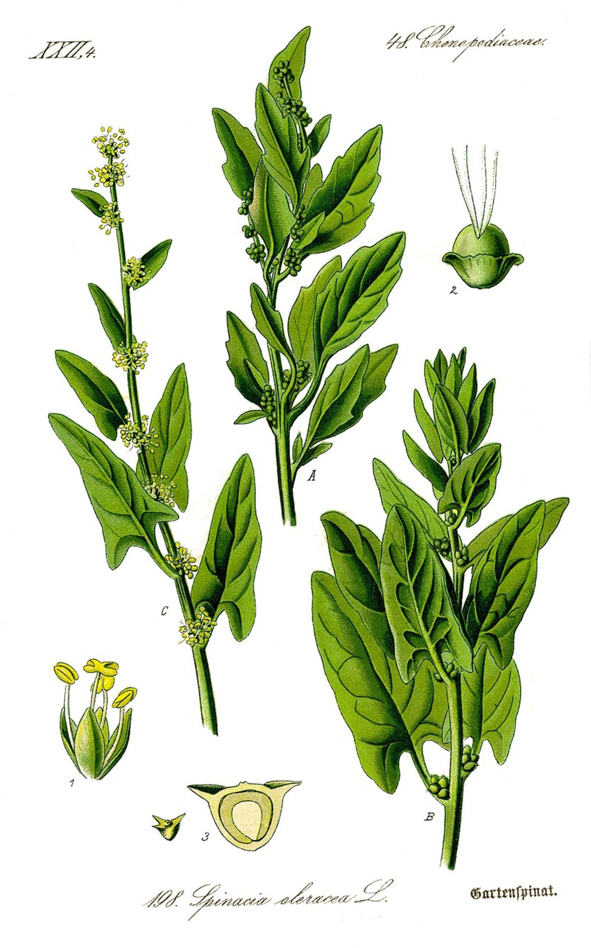 špenát (Spinacia oleraceaú