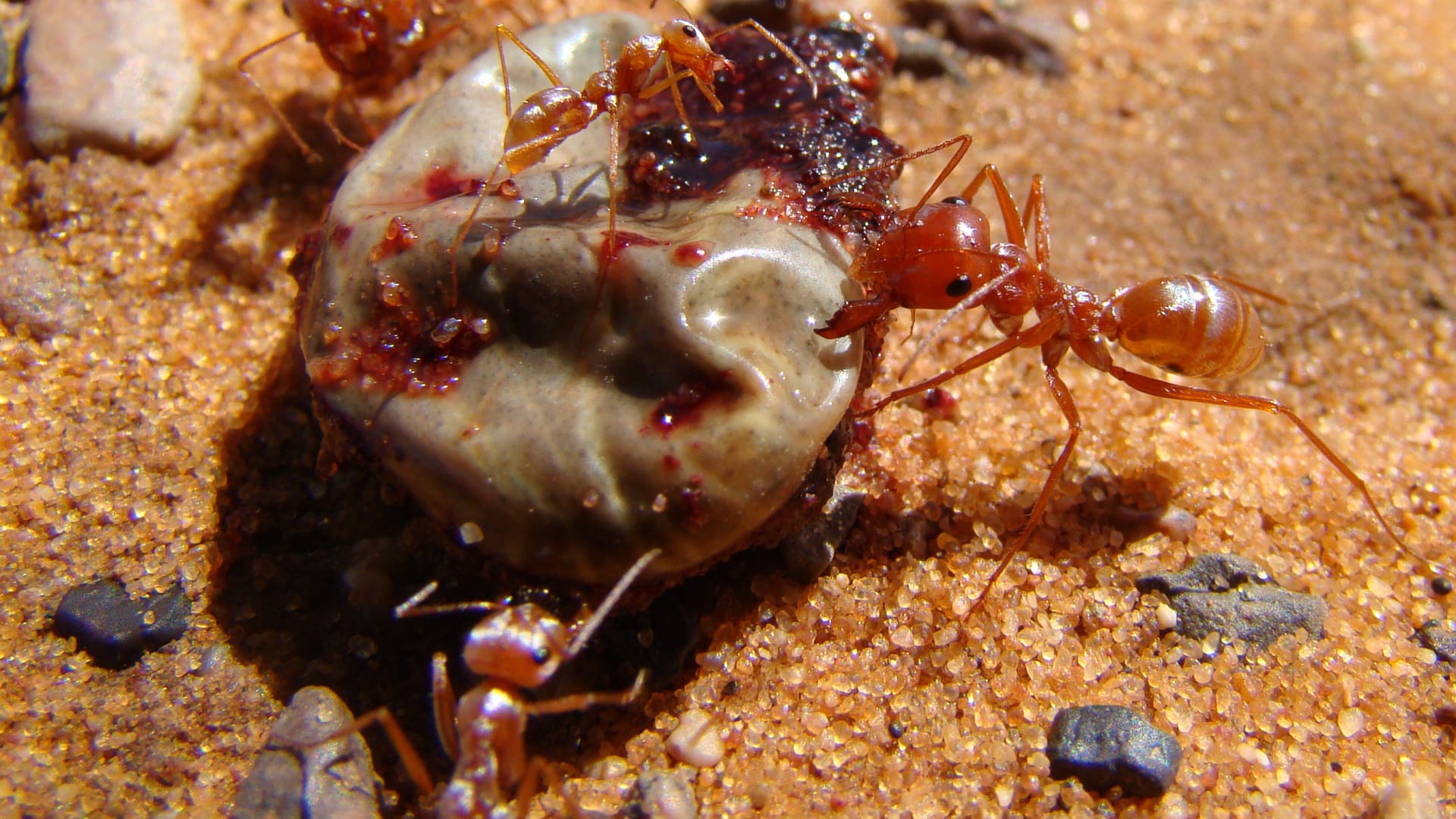 Mravenec druhu Cataglyphis bombycina
