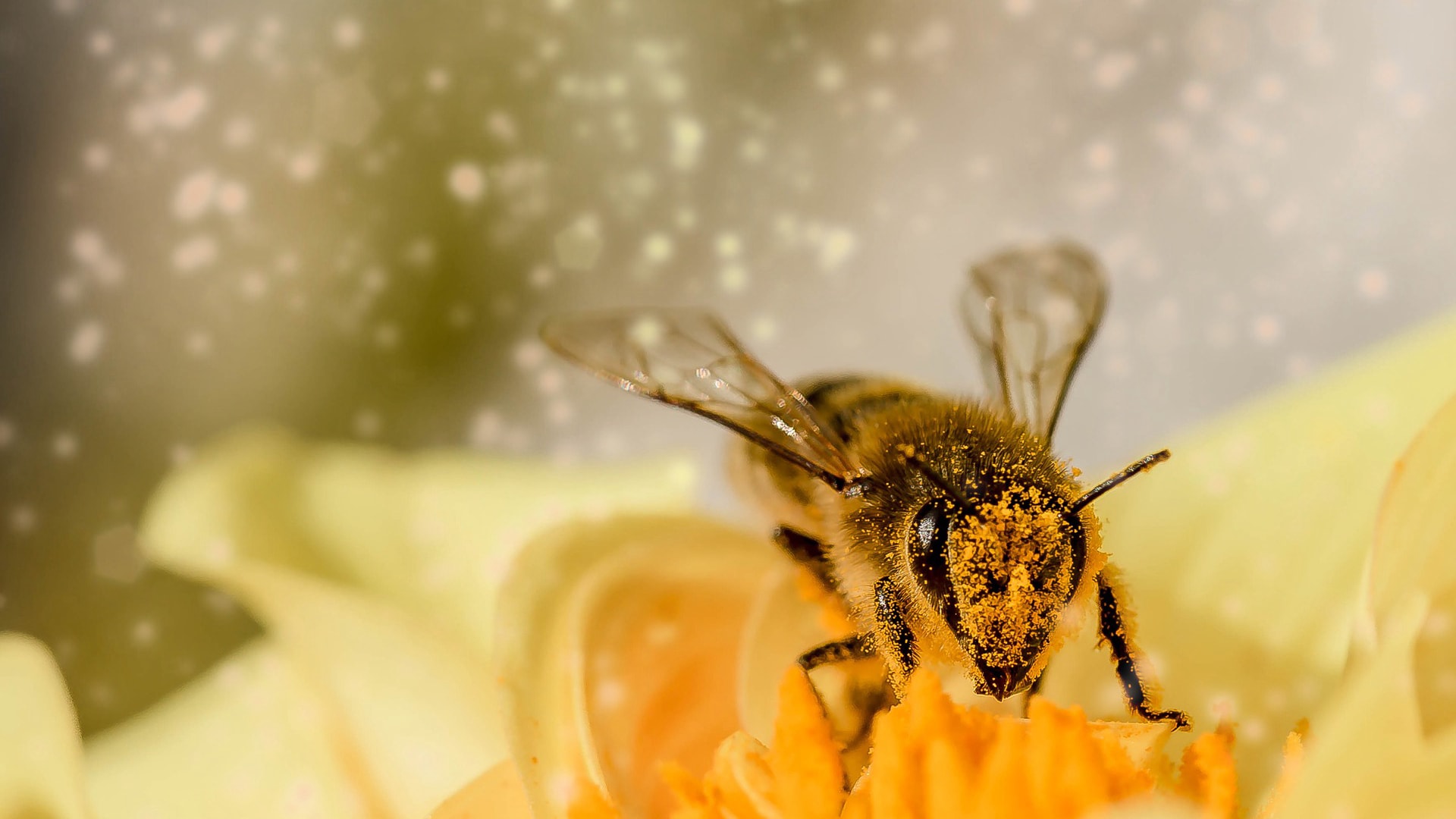 Zachrání řasa včely?