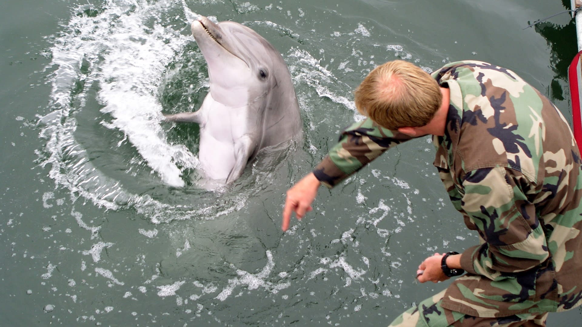O bojových delfínech se mluví už řadu let.