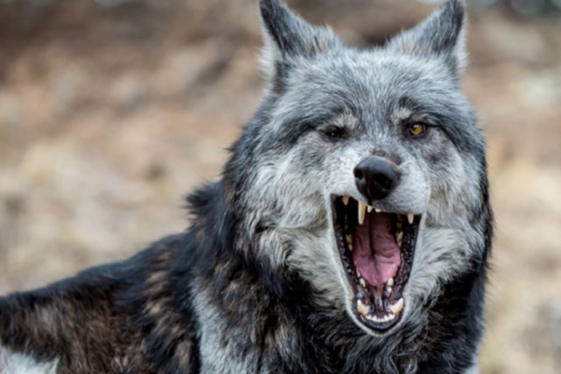 Zívající vlk