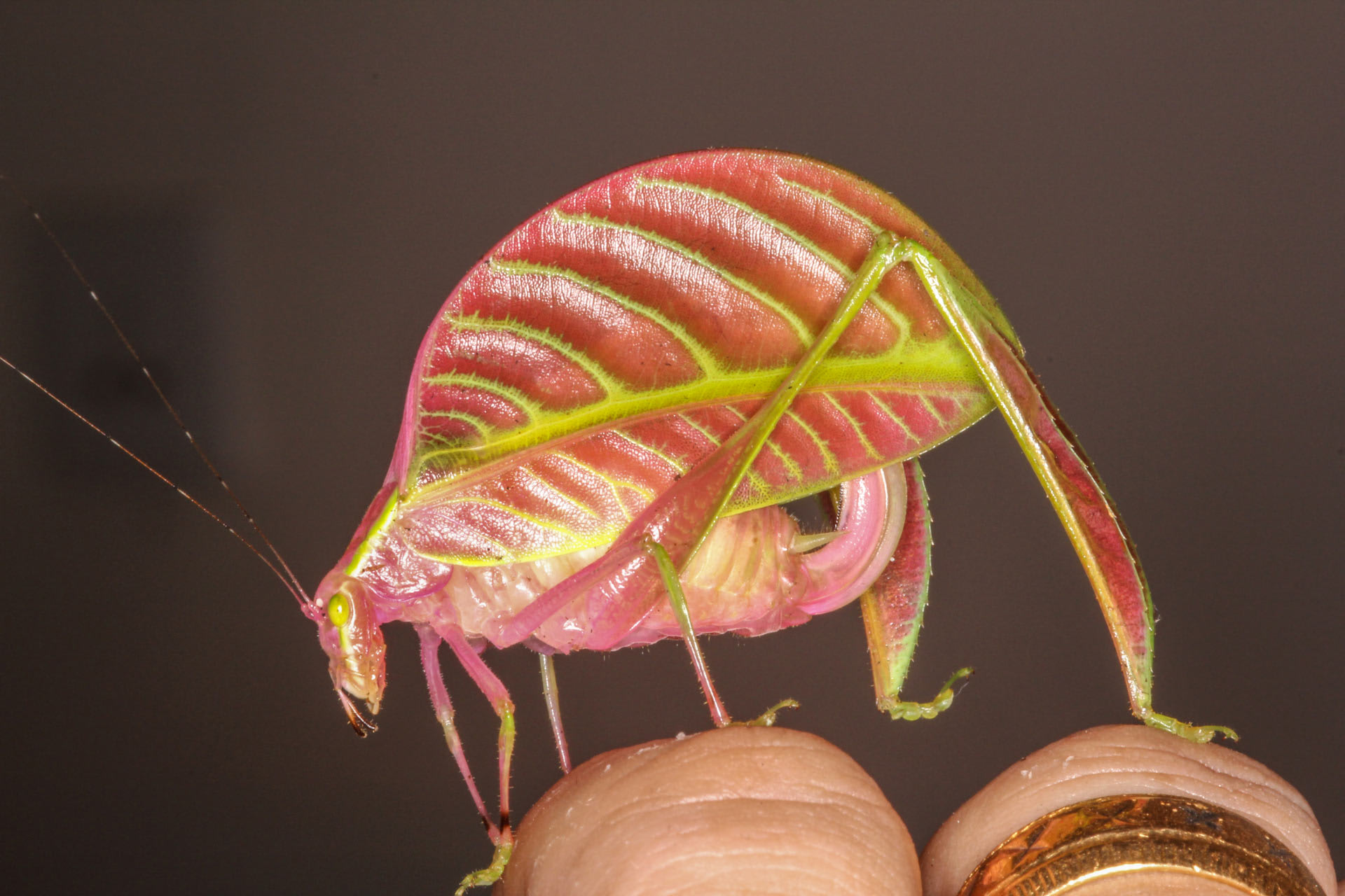kobylka druhu Eulophophyllum kirki;