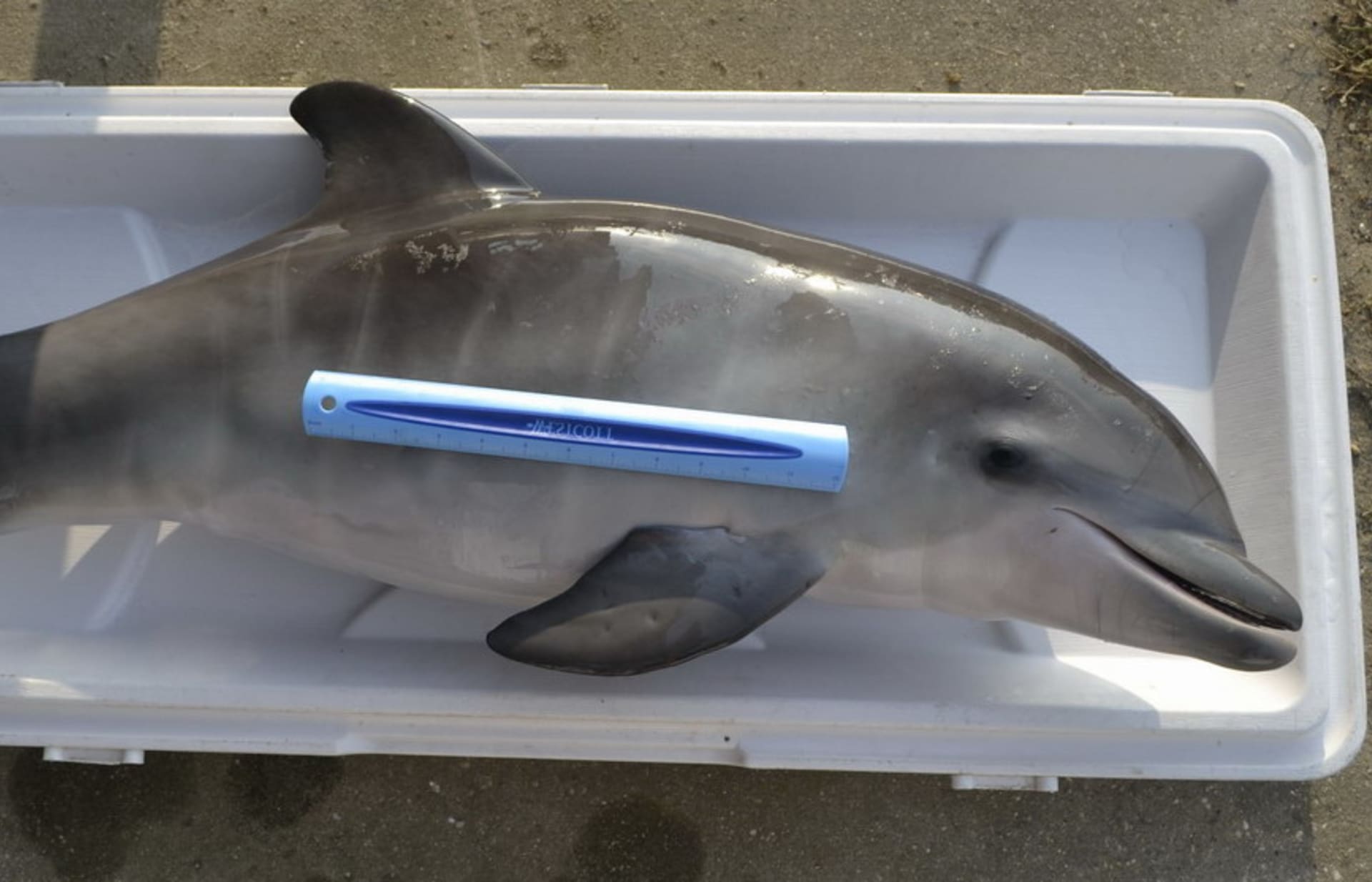 Zabíjení delfínů