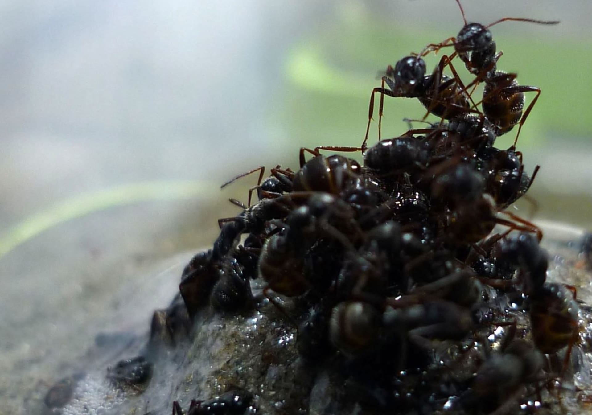 Mravenčí vor