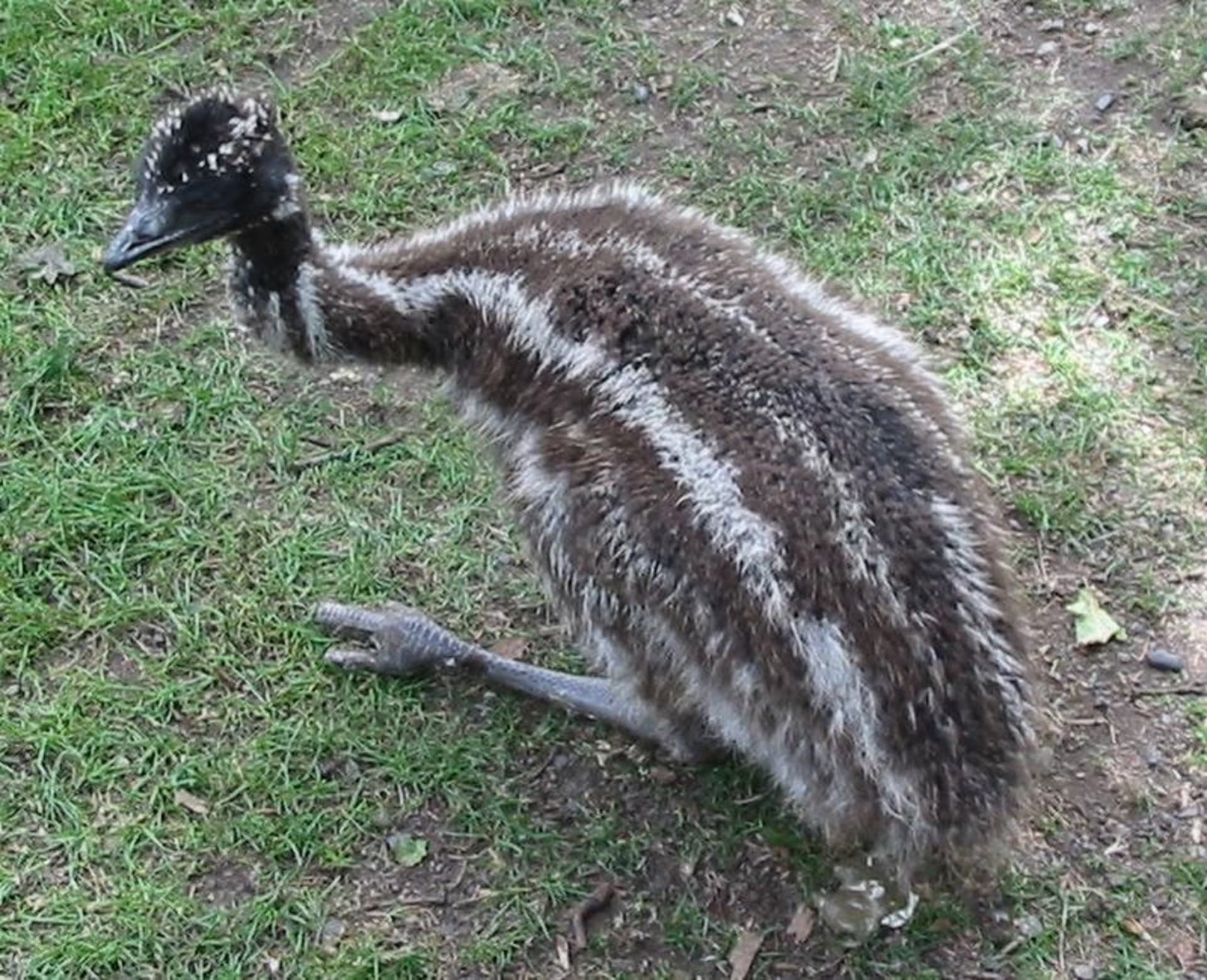 Mládě emu hnědého
