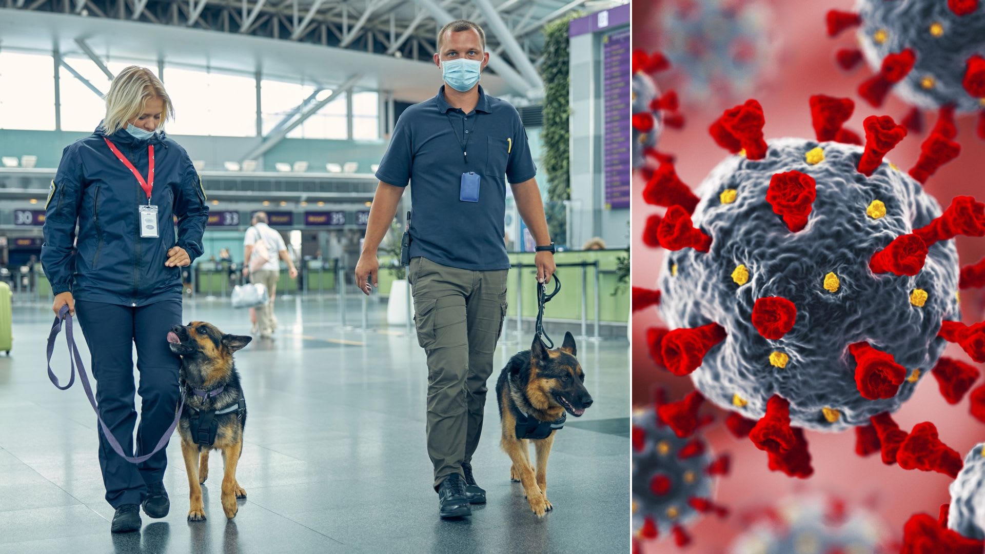 Psi se k odhalení covidu začínají využívat na letištích