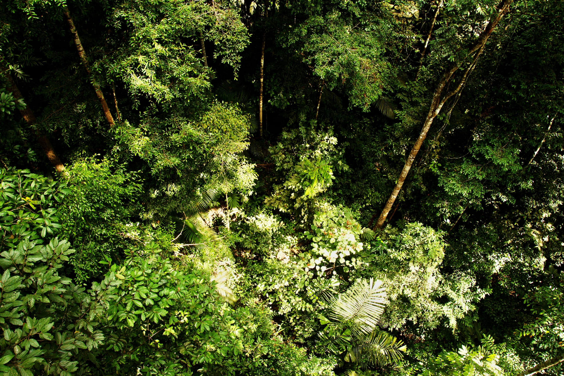 Ani ten nejzkušenější etnobotanik neví, co se nachází v Taman Negara - nejrozsáhlejším pralese Malajsie 