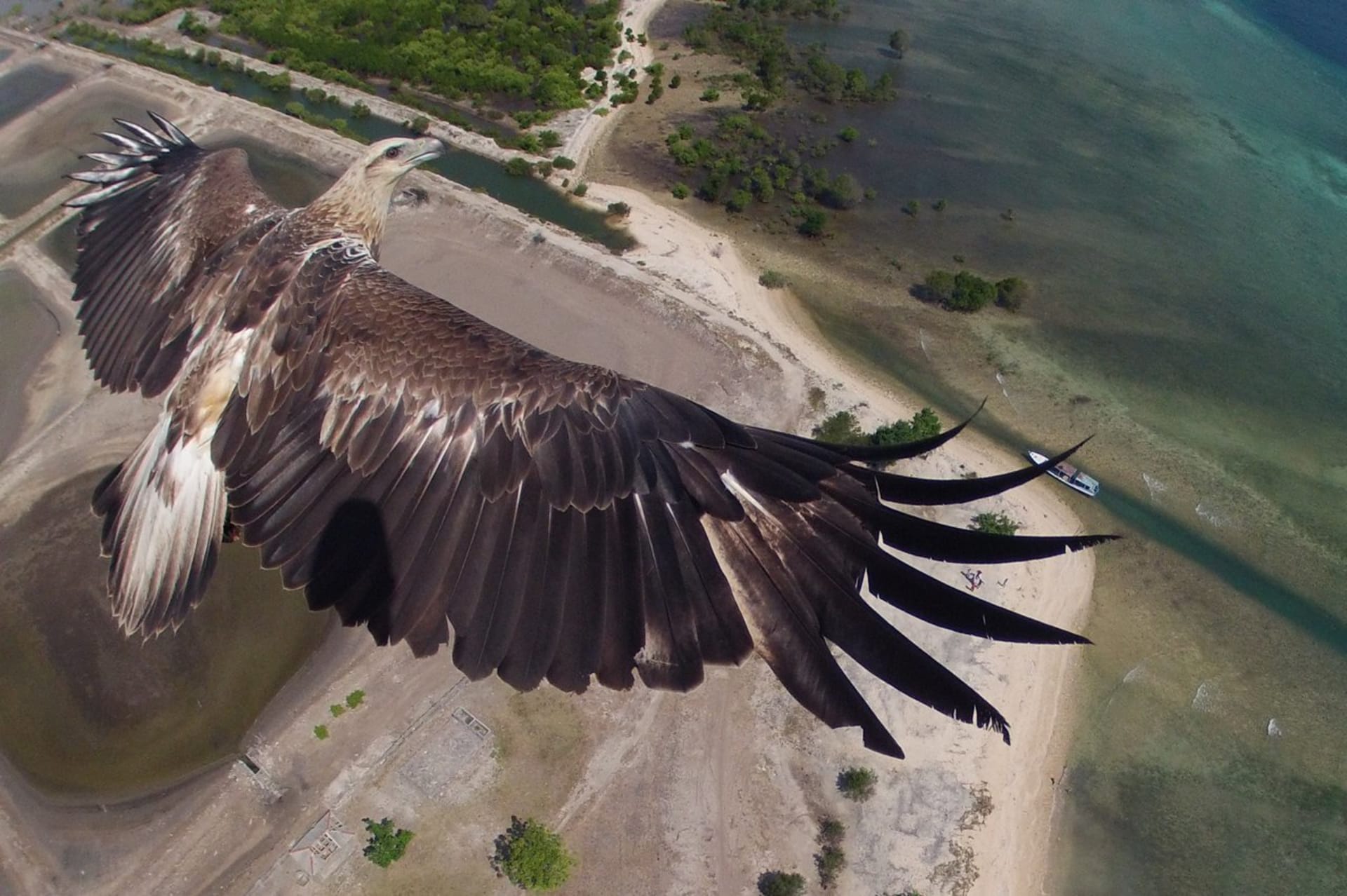 Orel nafocený z drona