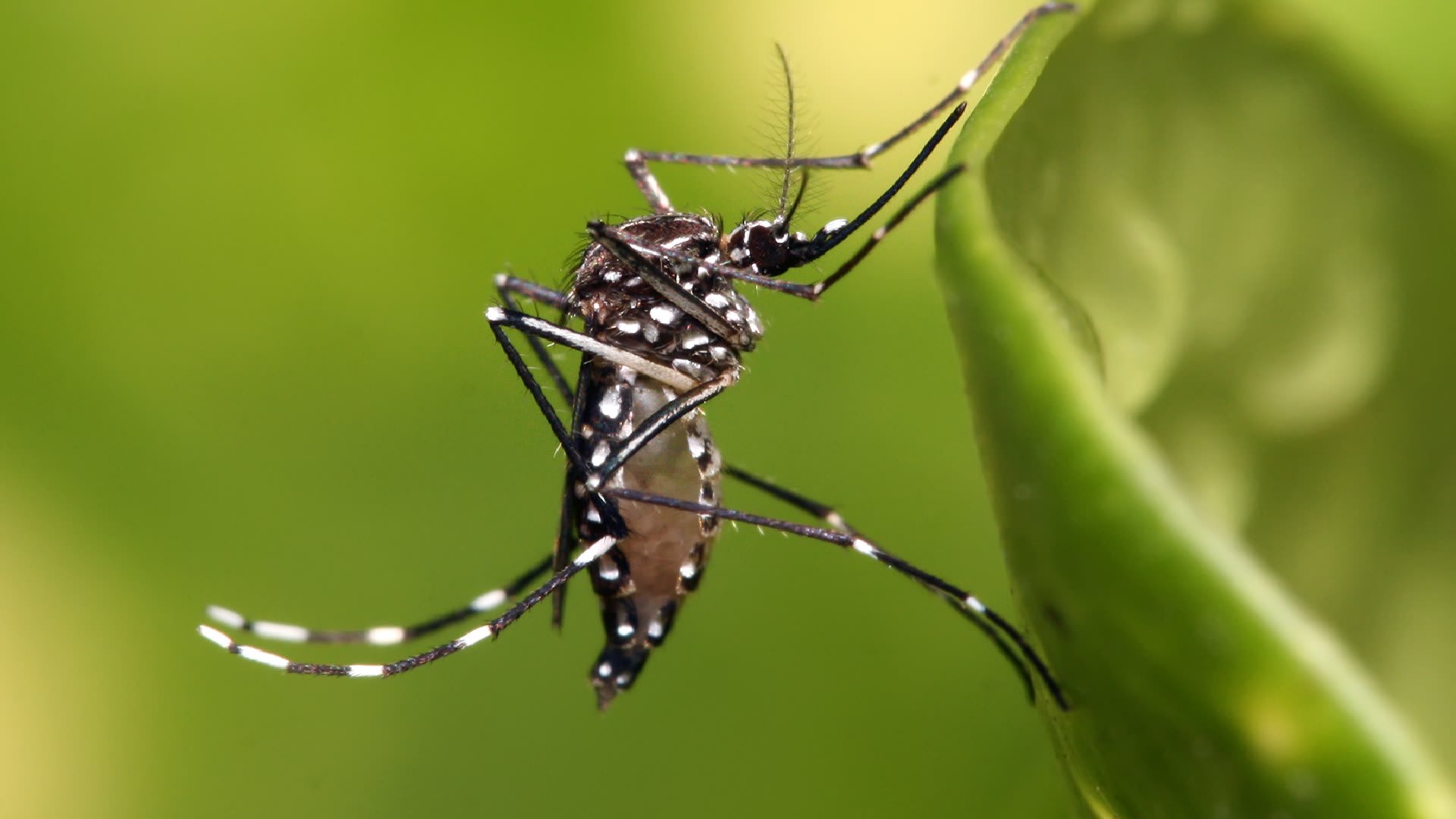 Komár Aedes aegypti