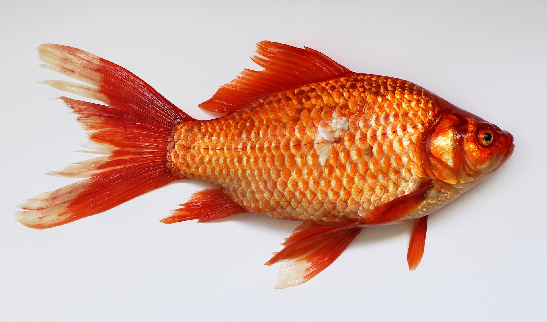 Zlatá rybka - kapr