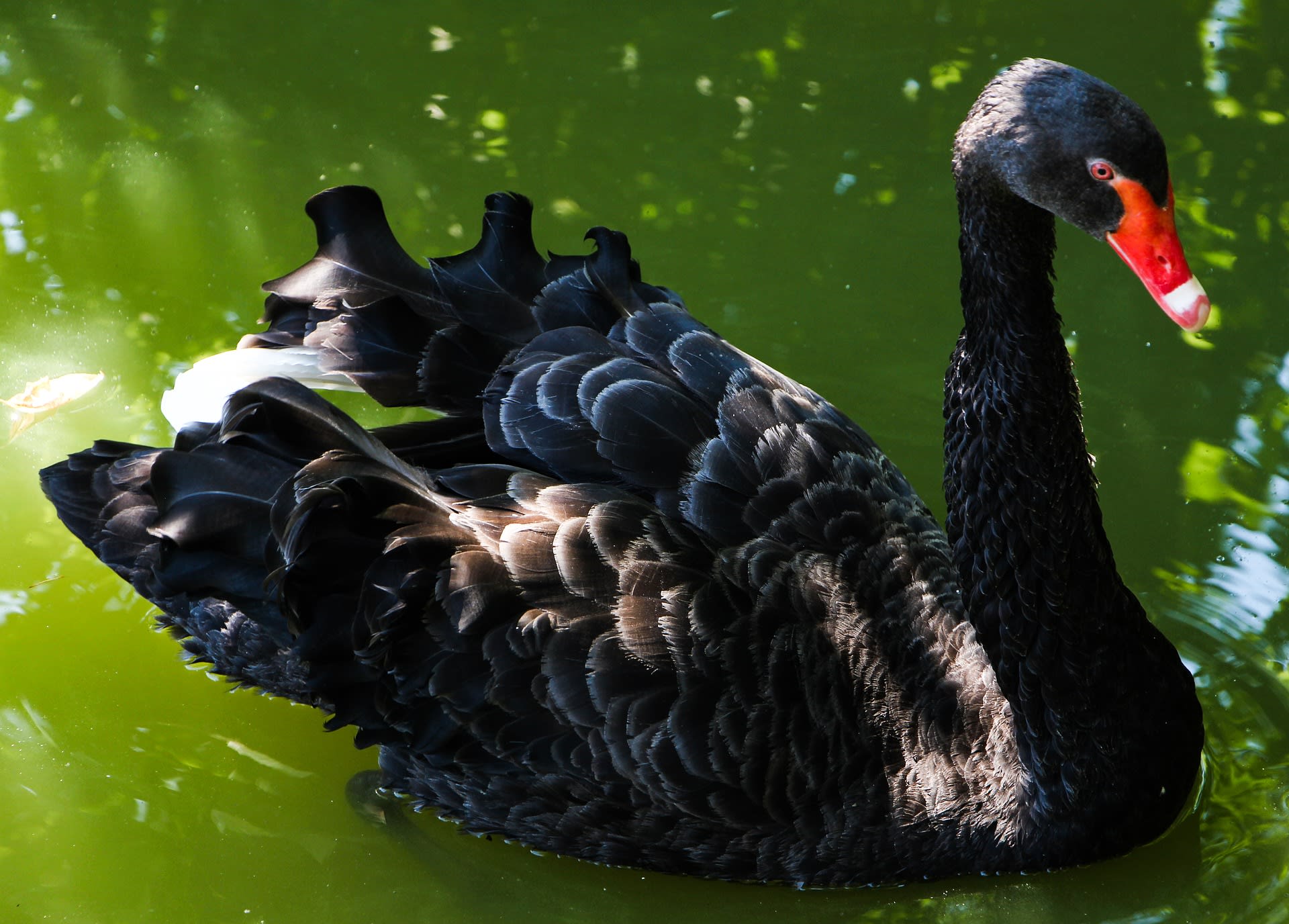 Černé labutě jsou velmi vzácné a daly název celému fenoménu.