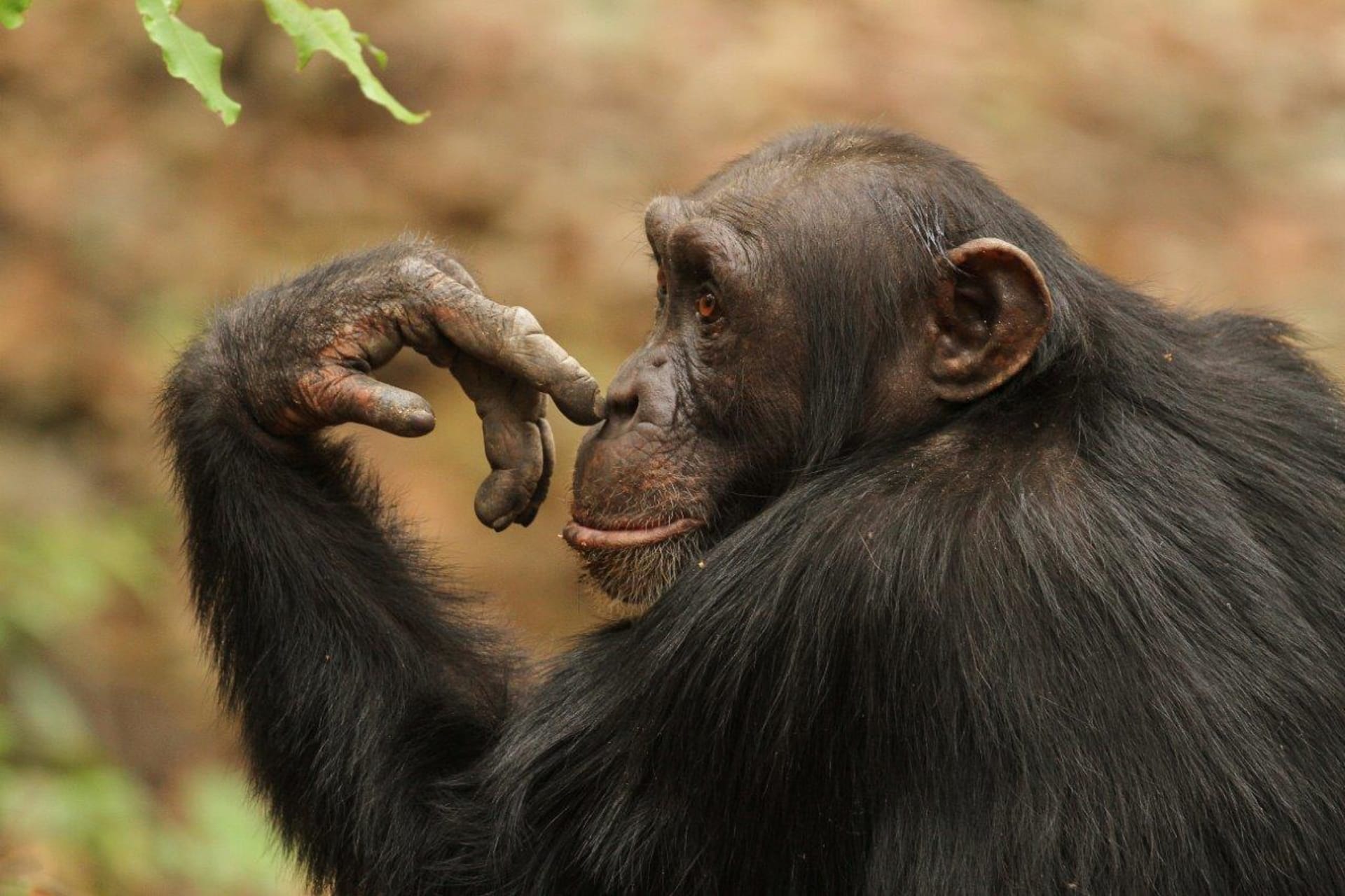 Šimpanz - zvířecí dynastie