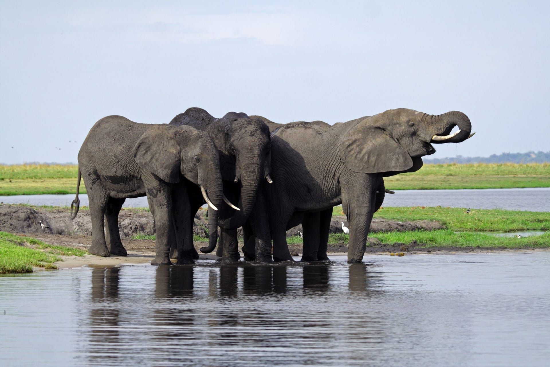 Namibie Caprivi sloní koupel
