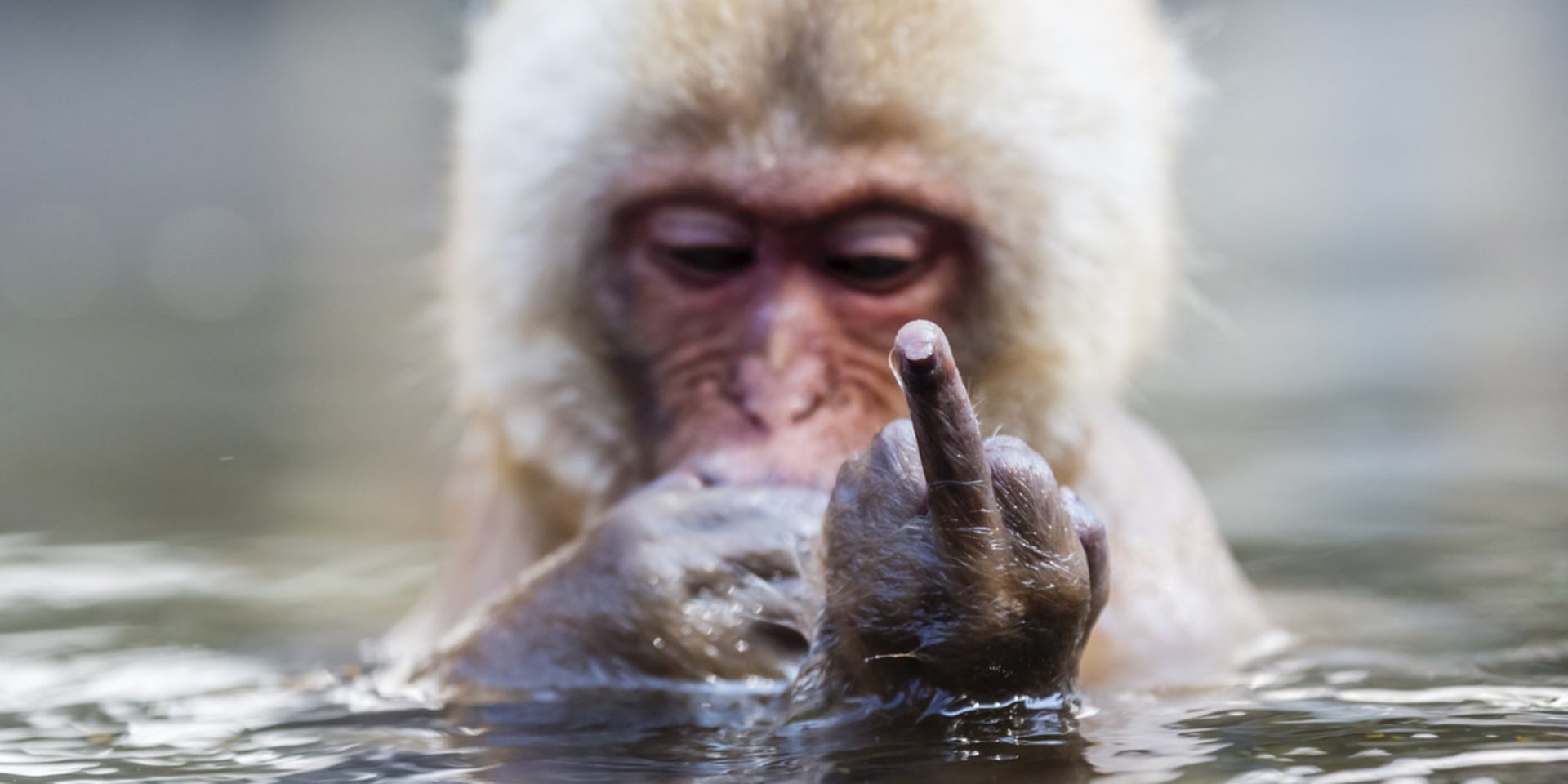 Neslušné gesto v provedení makaka