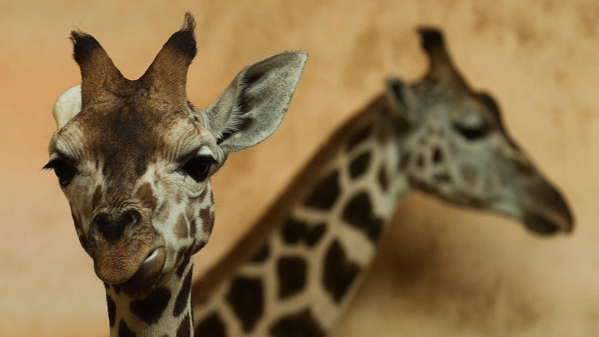 Jeden z druhů žiraf - Žirafa Rothschildova