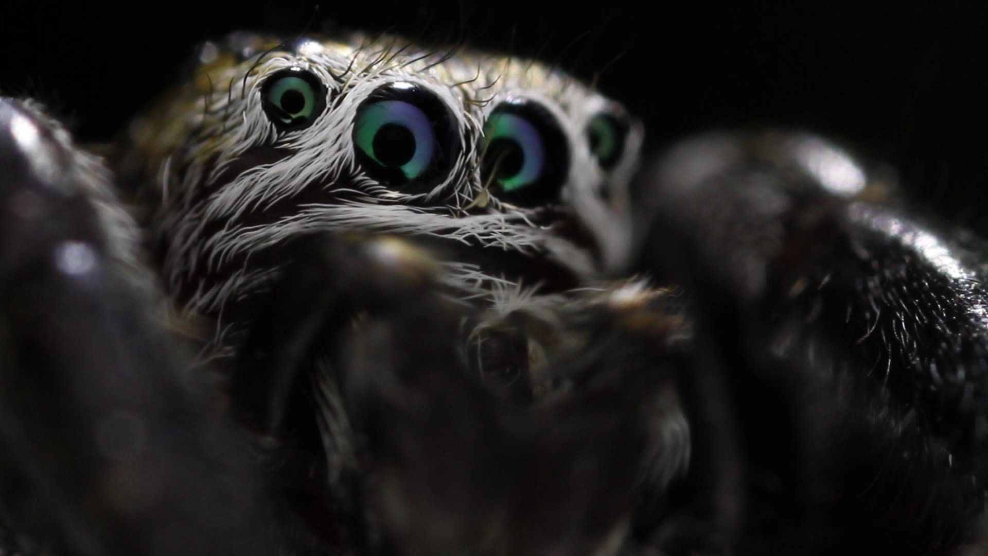 Bez pavouků a jejich loveckých schopností by byla Země planetou hmyzu