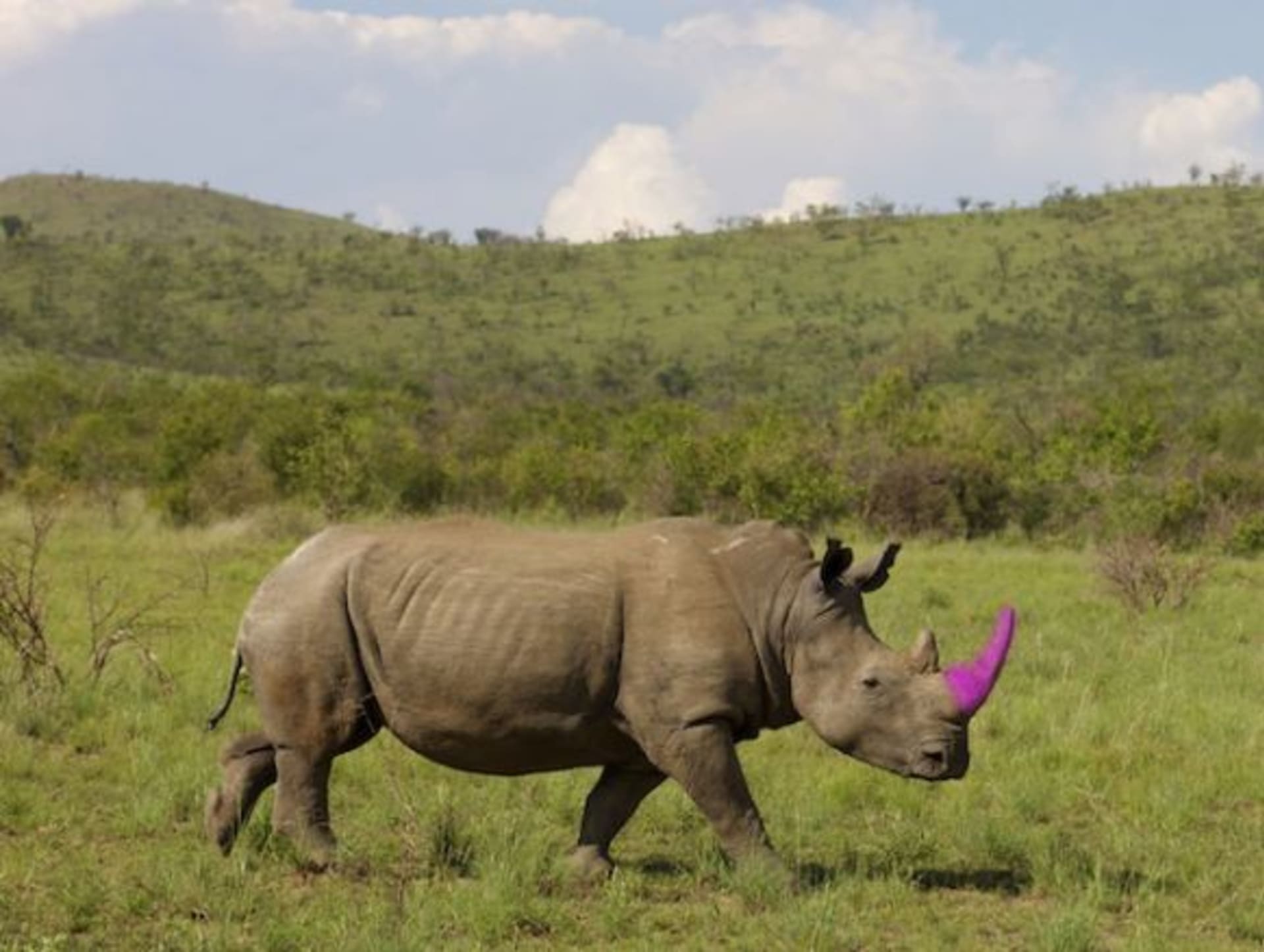 Nosorožec s růžovým rohem