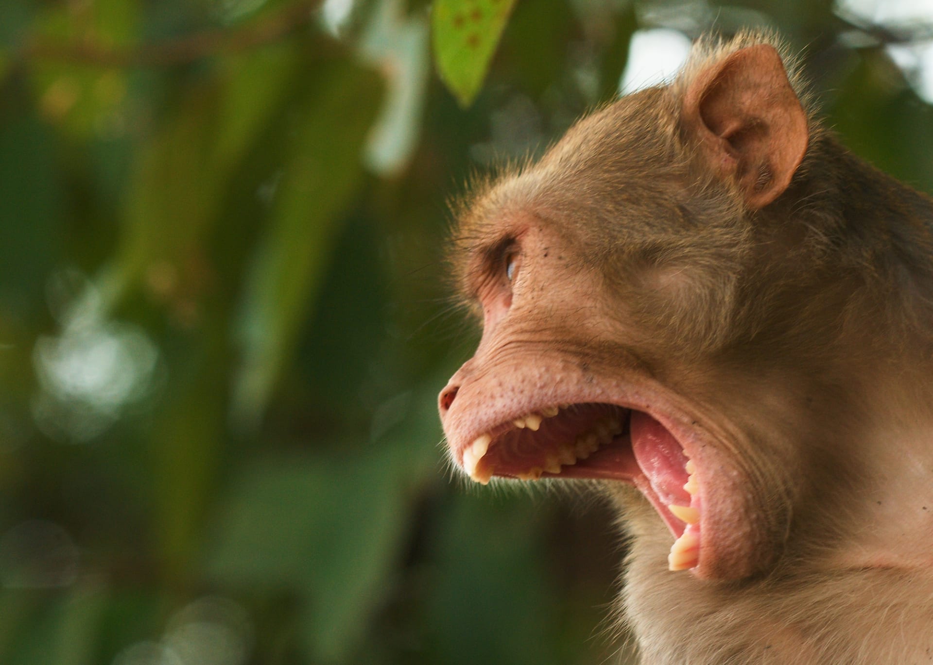 vyhrožující makak v Agře 