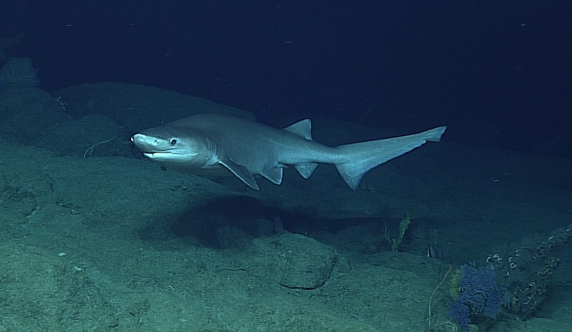 žralok šedý