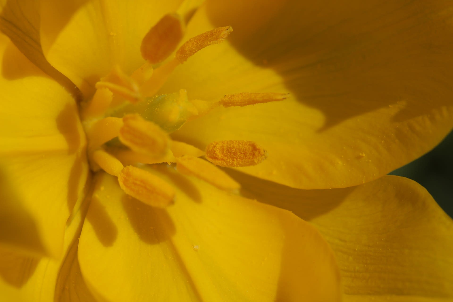 Divoký tulipán - Tulipa sylvestis