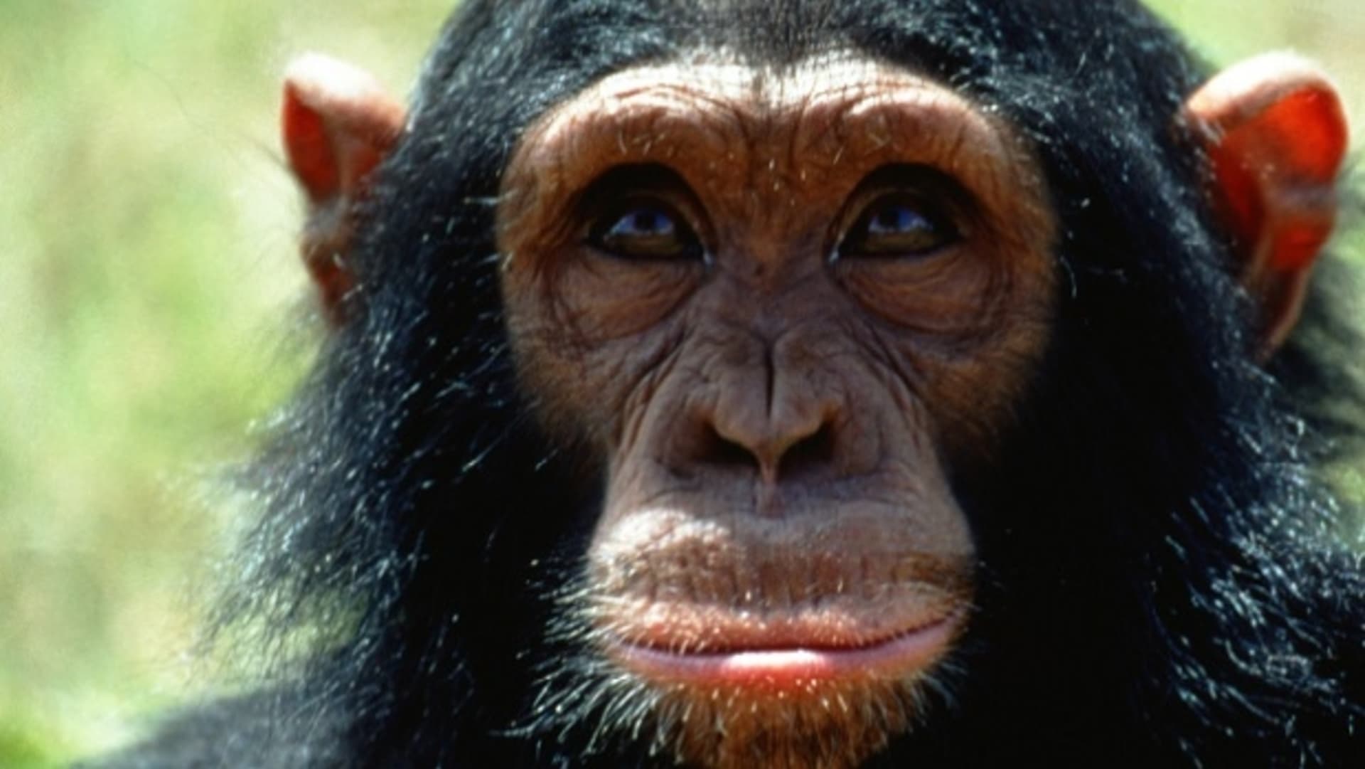Hlava bonoba