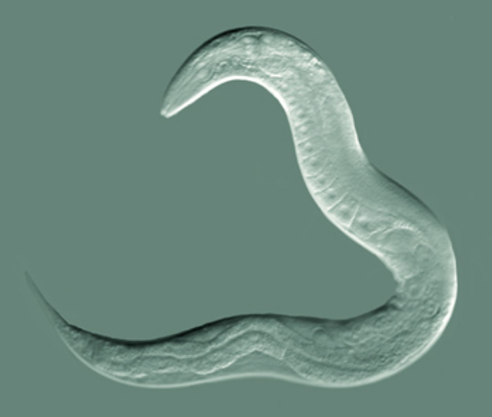 Hlístice Caenorhabditis elegans