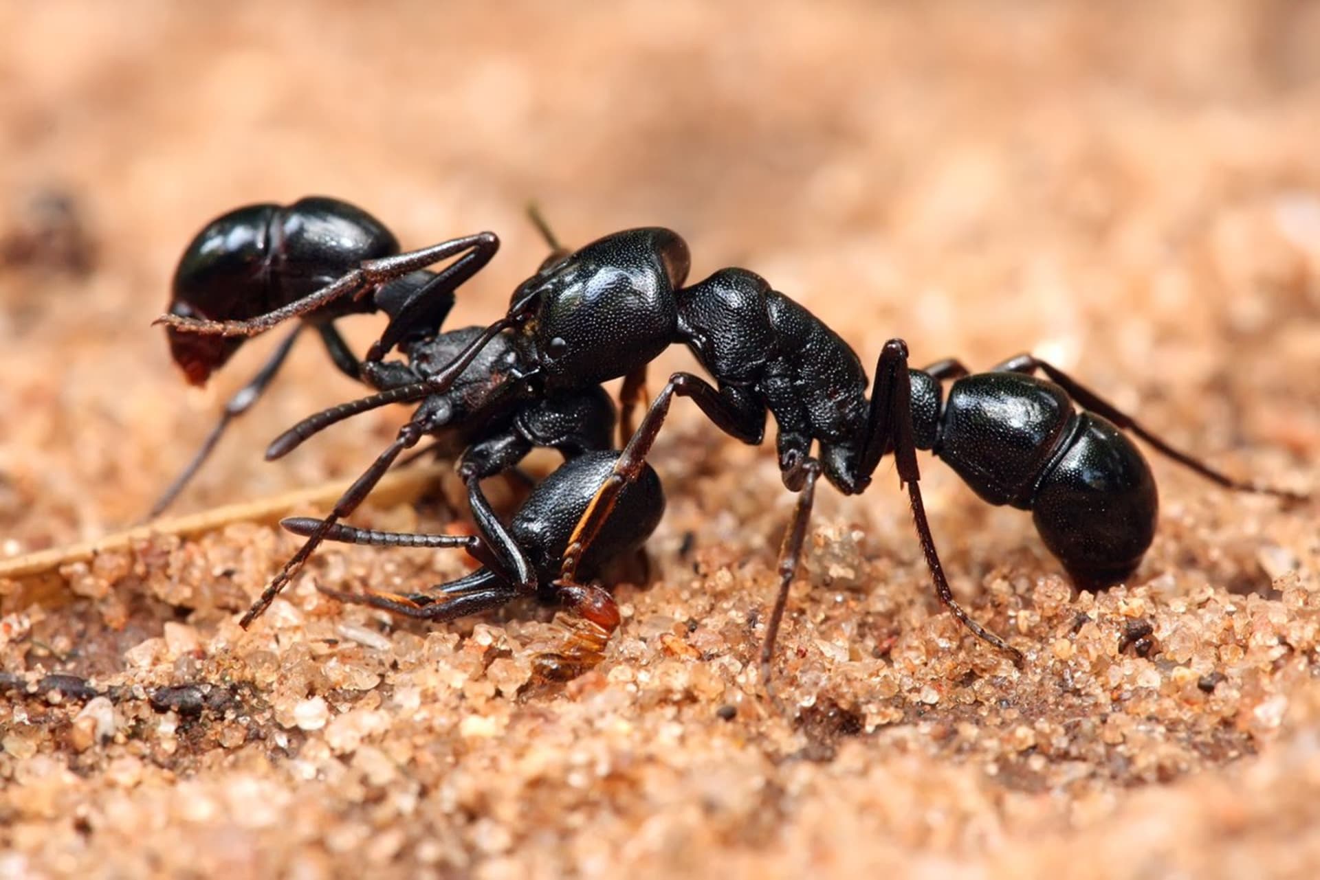 Mravenci ve válce