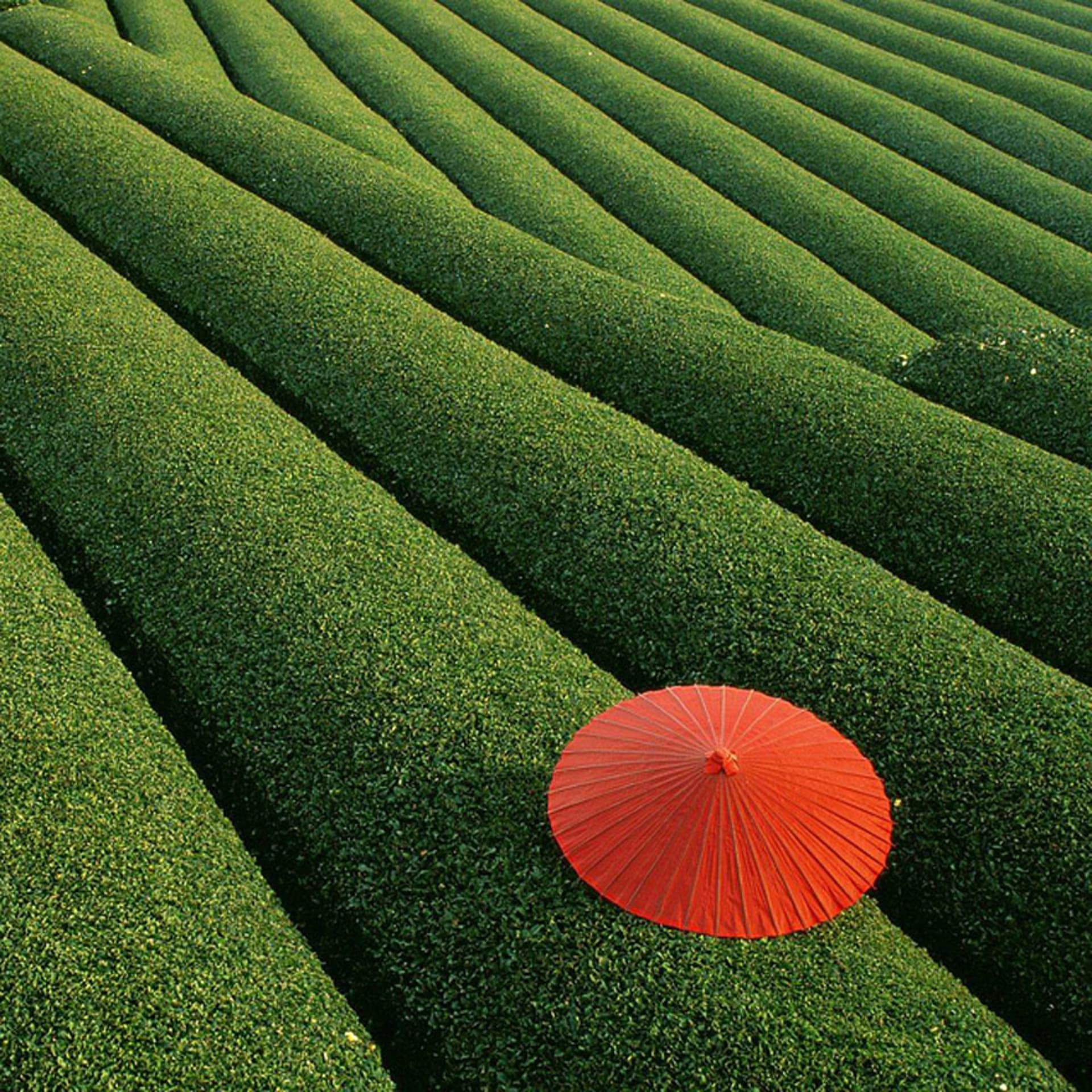 20 míst, která musíte vidět, než zemřete: Čínská čajová pole