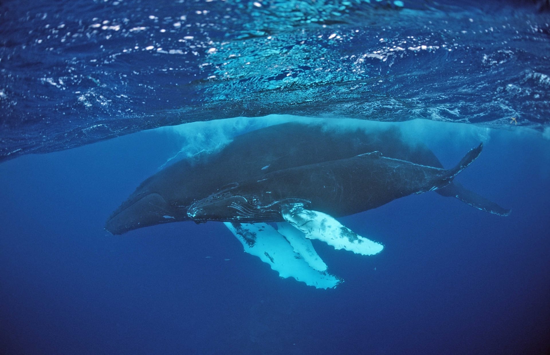 Velryba keporkak nemá člověka na běžném jídelníčku