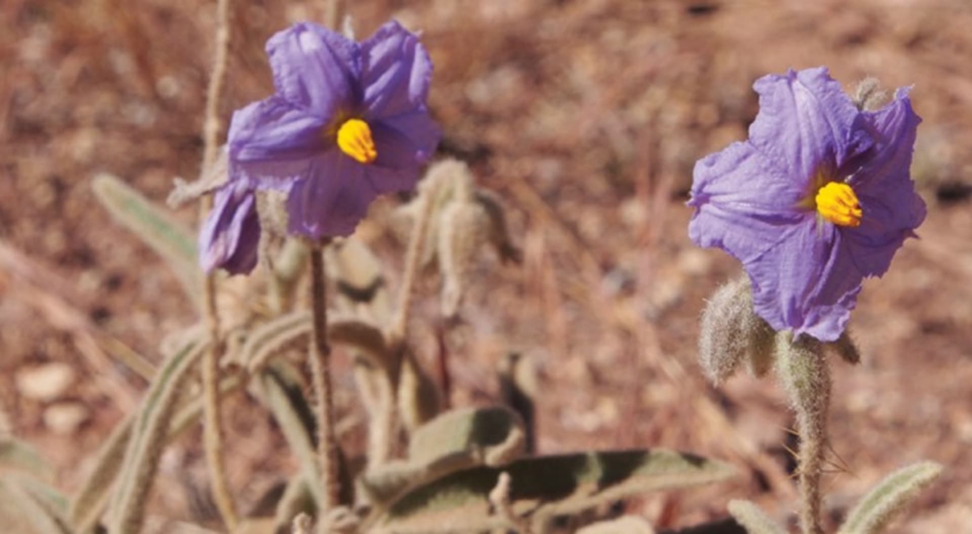 Lilkovitá rostlina Solanum plastisexum má opravdu jedinečné vlastnosti.