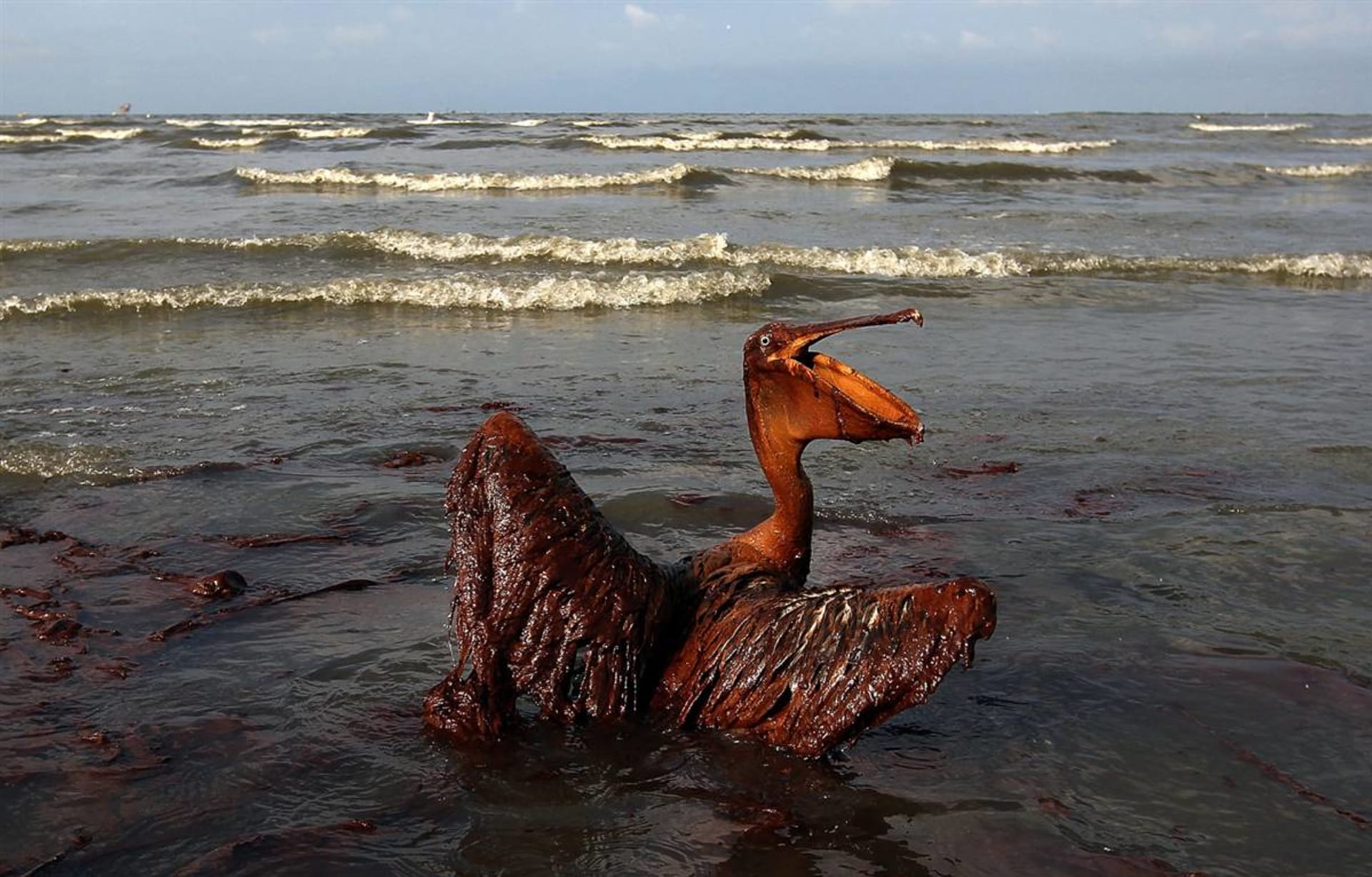 Zasažení ropou je pro zvířata zpravidla smrtelné. Ilustrační foto