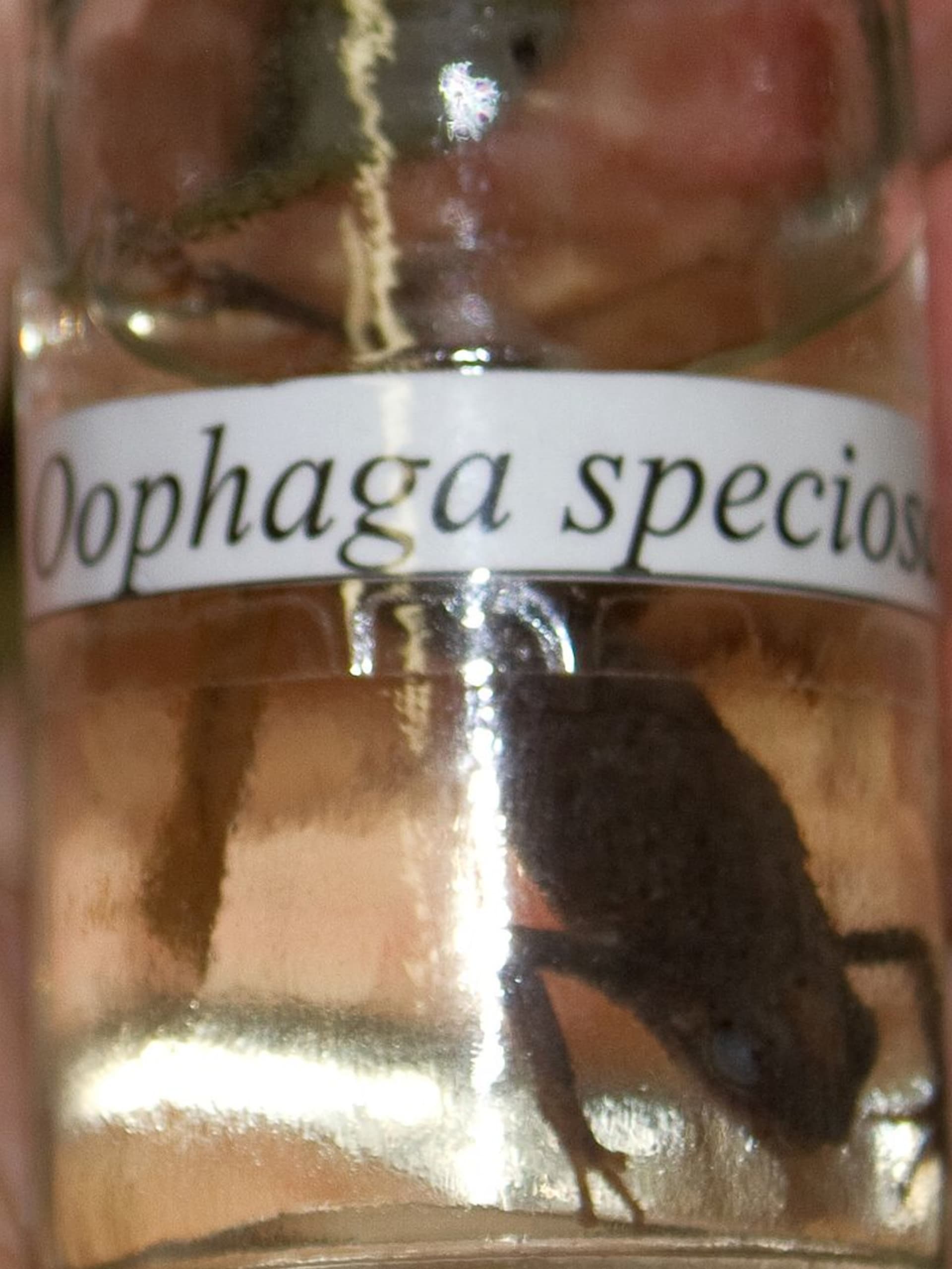 Oophaga speciosa - už jen jako historický preparát
