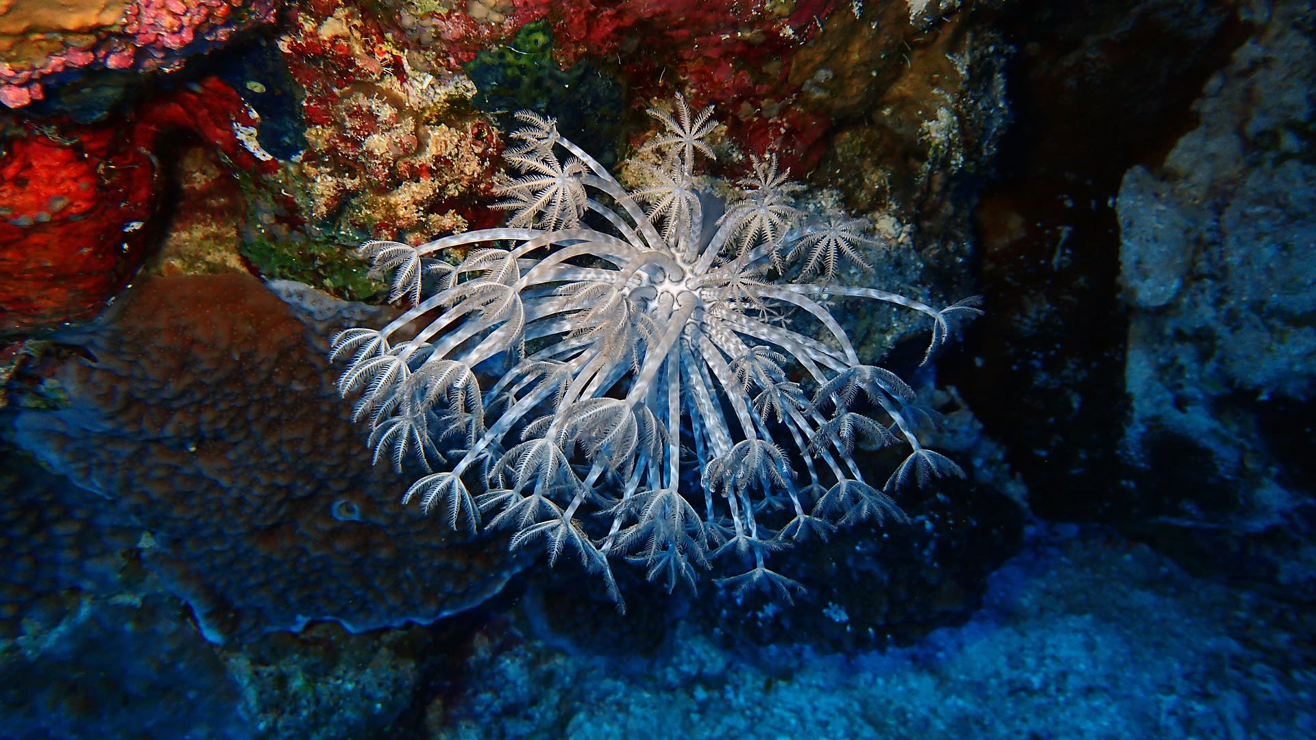Pomořský korálový život