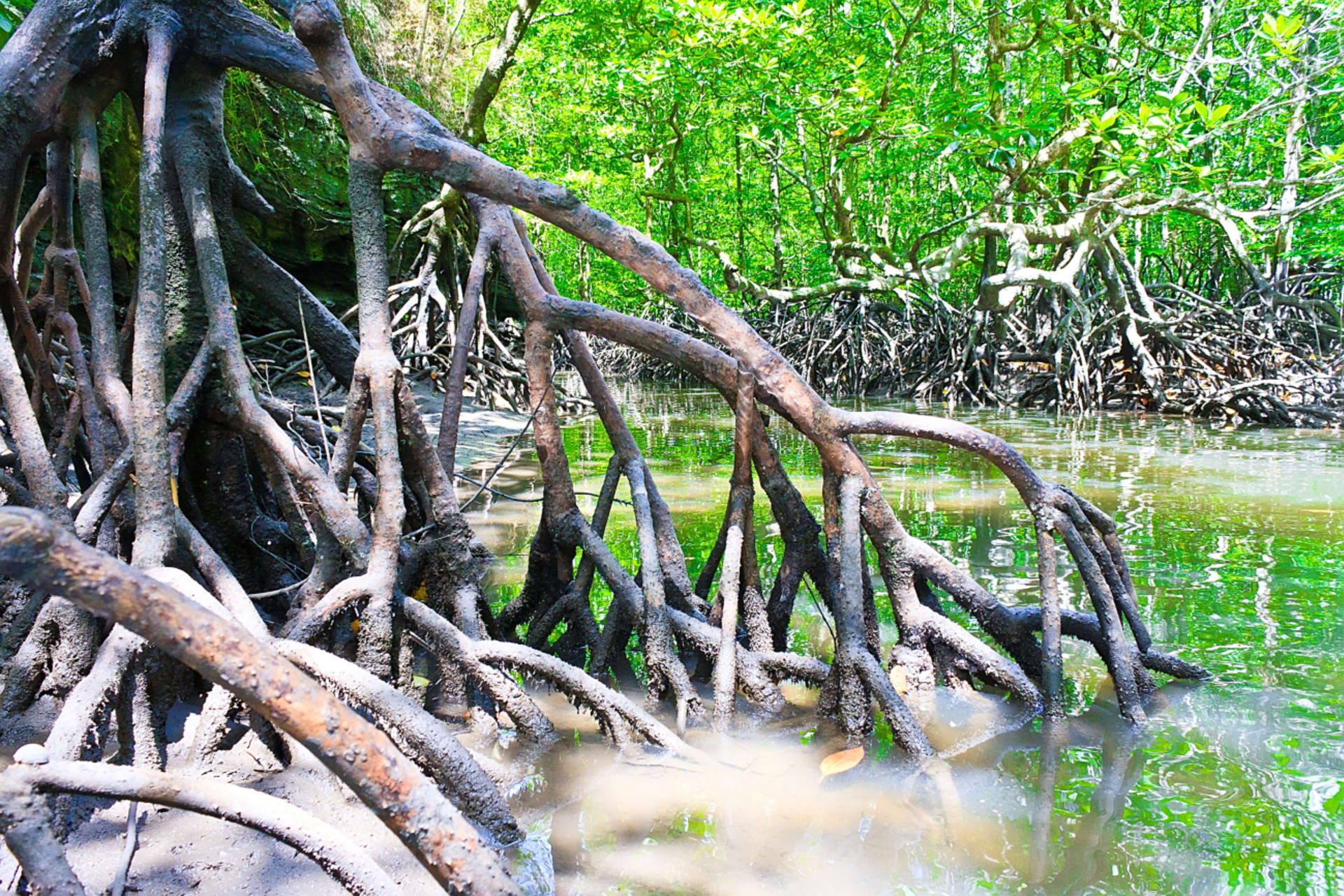 Langkawi - mangrovníky