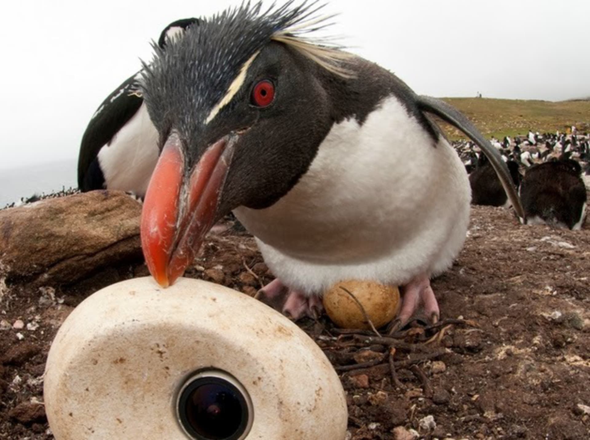 Tučňák natočený kamerou