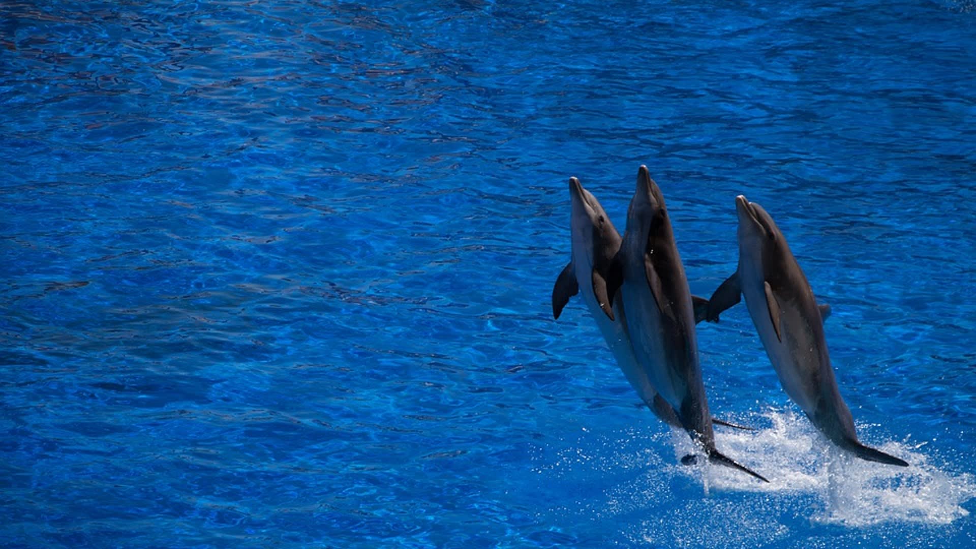Tanec s delfíny
