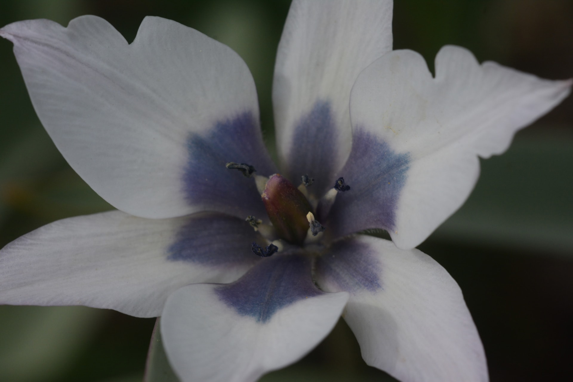 Tulipa pulchella var albocaeruela - oculata