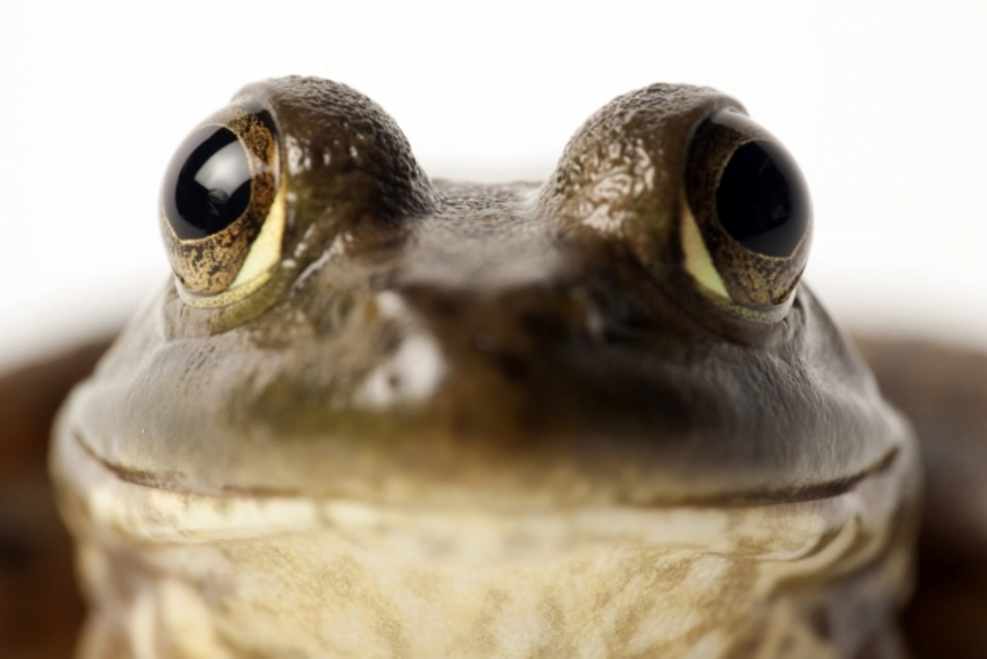 Usměvavá žába