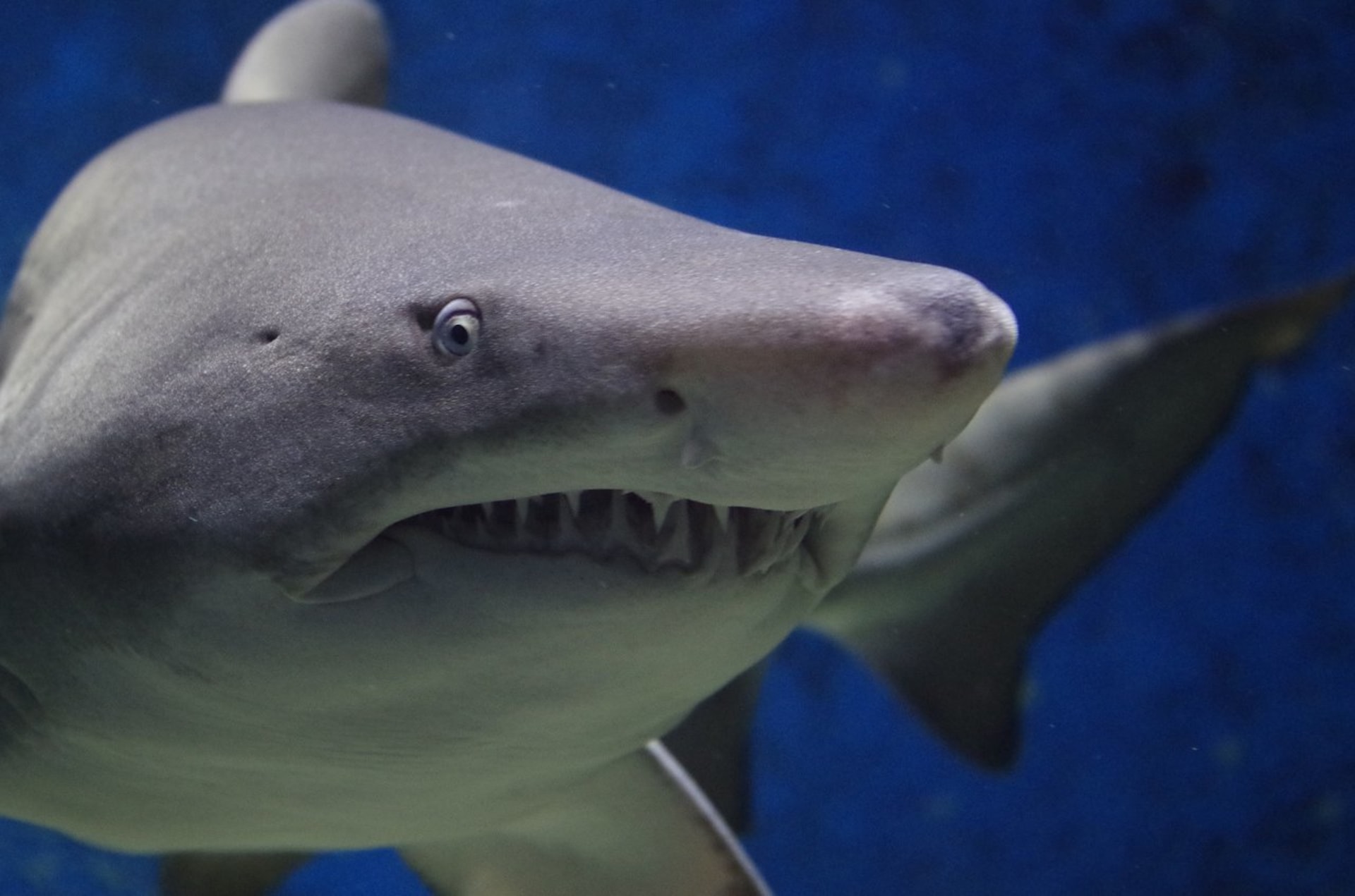 Žralok - paryba se špatnou pověstí