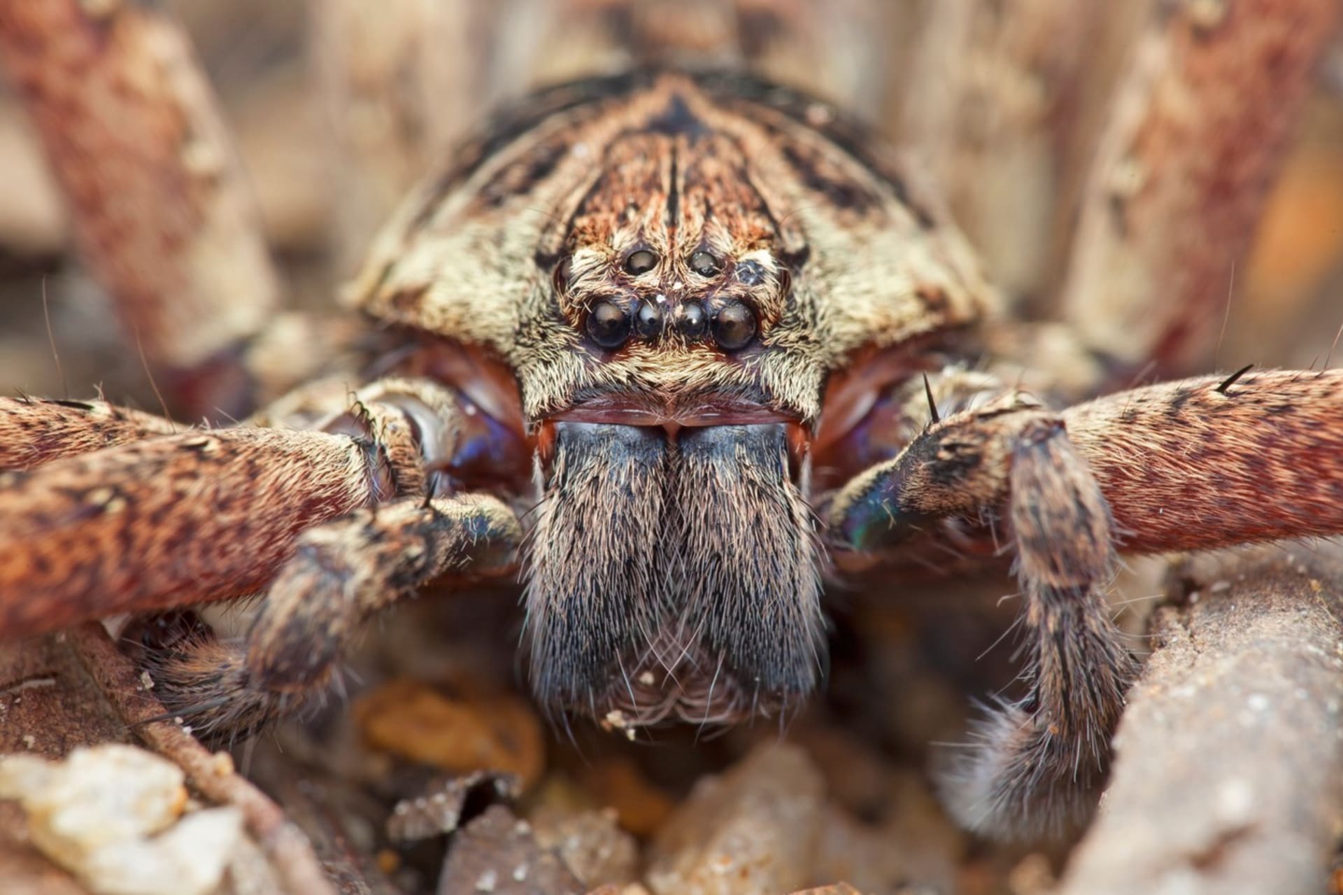 Australský lovecký pavouk aka huntsman.